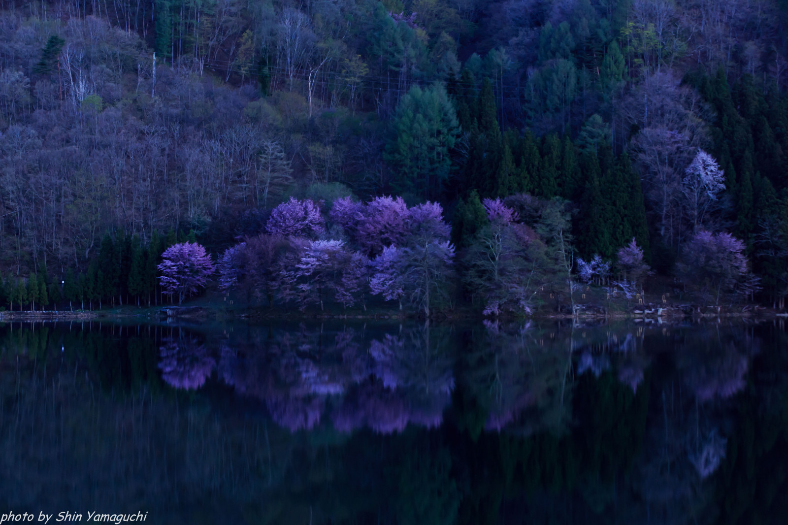 natura, riflessione, viola, acqua, vegetazione, atmosfera, cielo, fenomeno, albero, sfondo del computer, pianta, paesaggio, fiore, Banca, fiume, notte, sera, alveo, ramo, foresta