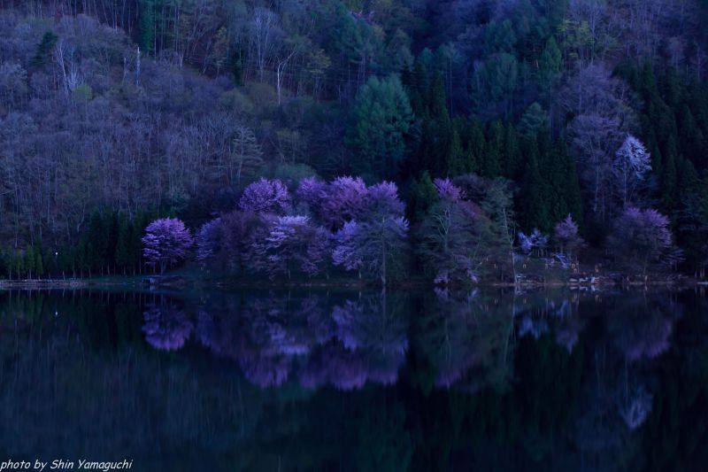 ธรรมชาติ, การสะท้อน, น้ำ, พืชพันธุ์, สีม่วง, บรรยากาศ