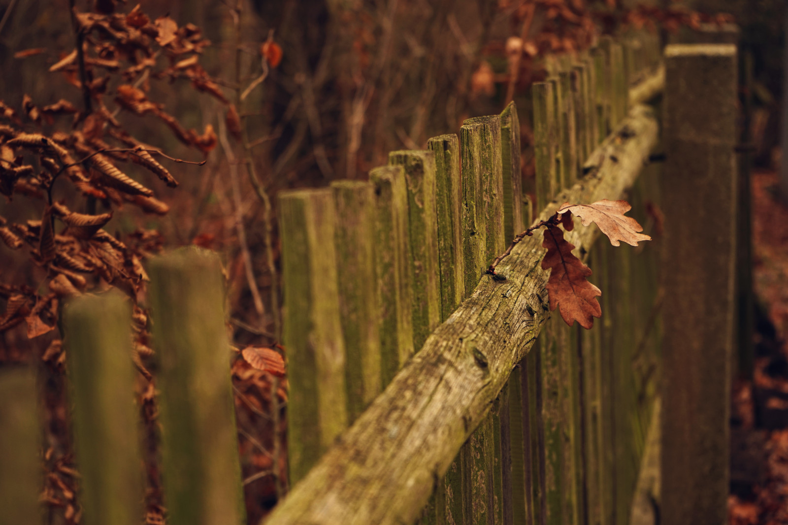 život, park, dřevo, starý, podzim, světlo, spací, dva, hnědý, rozmazat, detail, zanechat, opustit, zlomený, barvy, Krásná, listy, zahrada, dřevěný, mech, zadní dvorek, barvitý, den, smutný, zavřít, bokeh, spát, Sony, podrobnosti, spolu, odpočinek, trhliny, fullframe, F56, jednoduše, jednoduchý, a7, 70mm, 2870mm, teired, sonya7, ilce7