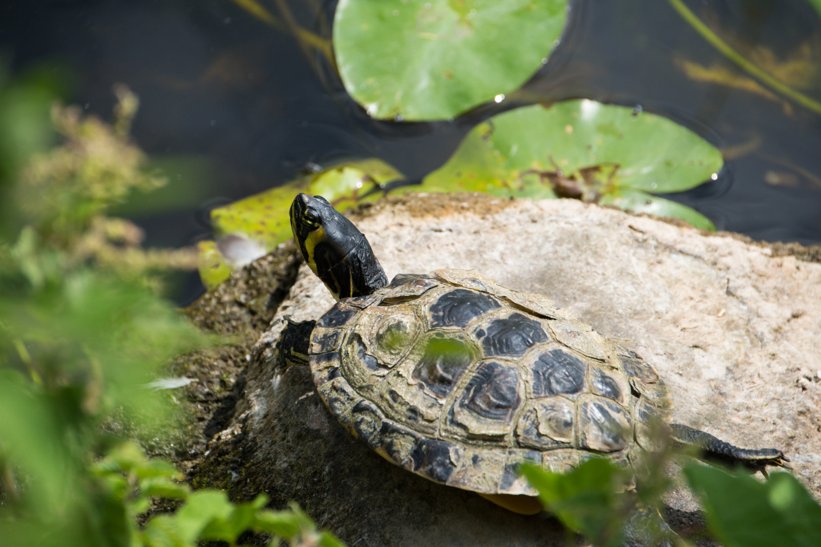 natur, grøn, dyreliv, Europa, skildpadde, Danmark, København, Skildpade, dyr, danmark, k benhavn, regionhovedstaden, dk, botaniskhave, Botanisk Have, sk ldpadda, djur, krybdyr, fauna, hvirveldyr, botanik, tæt på, Emydidae, kasse skildpadde