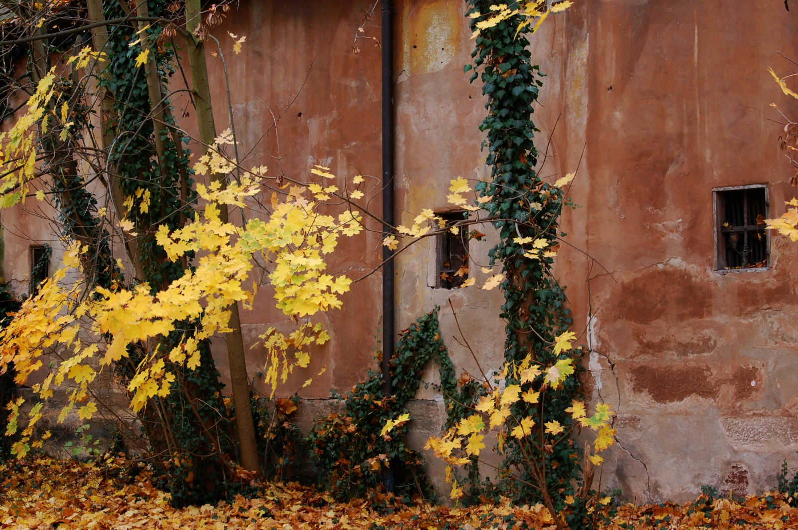 krajina, okno, Příroda, stěna, dřevo, Dům, žlutý, Nikon, jaro, DX, strom, NIKKOR, podzim, list, květ, rostlina, flóra, Herbst, ed, vr, AFS, 145 56g, 55 300 mm, Franky, franken