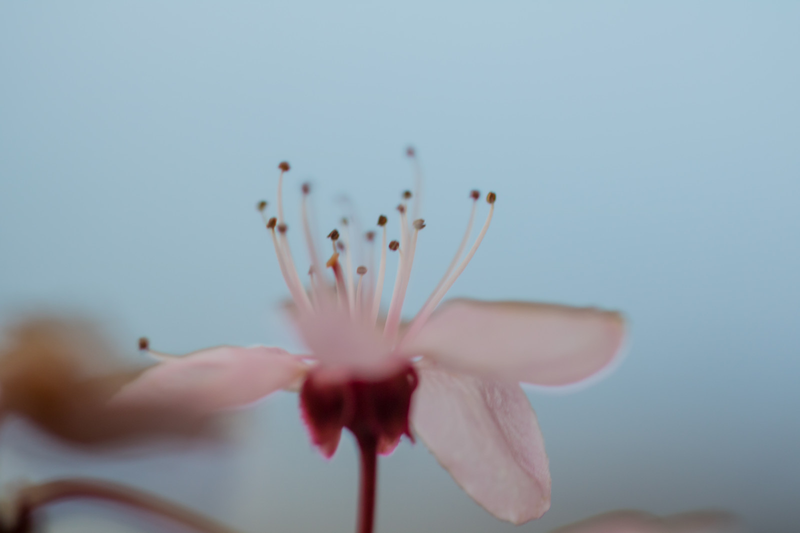 la photographie, Macro, fleur, rose, fleur, plante, flore, main, Makro, pétale, Blom, Rosa, fermer, Photographie macro