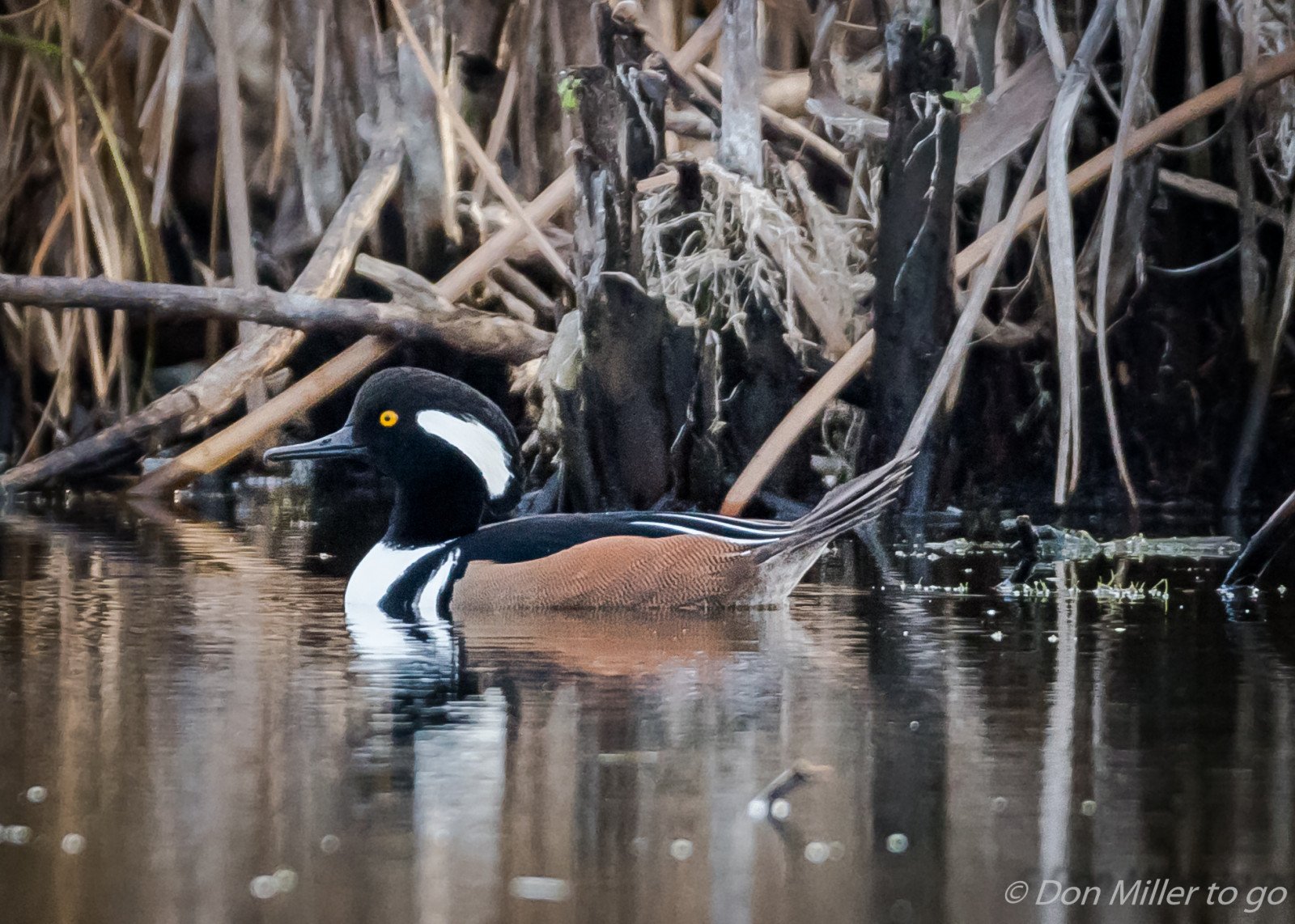 นก, น้ำ, ธรรมชาติ, การสะท้อน, กลางแจ้ง, สัตว์ป่า, เป็ด, ปาก, ฟลอริด้า, พื้นที่ชุ่มน้ำ, นก, d810, การดูนก, onawalk, merganser, สัตว์ป่า, นกน้ำ, สัตว์มีกระดูกสันหลัง, นกน้ำ, ห่านห่านและห่าน
