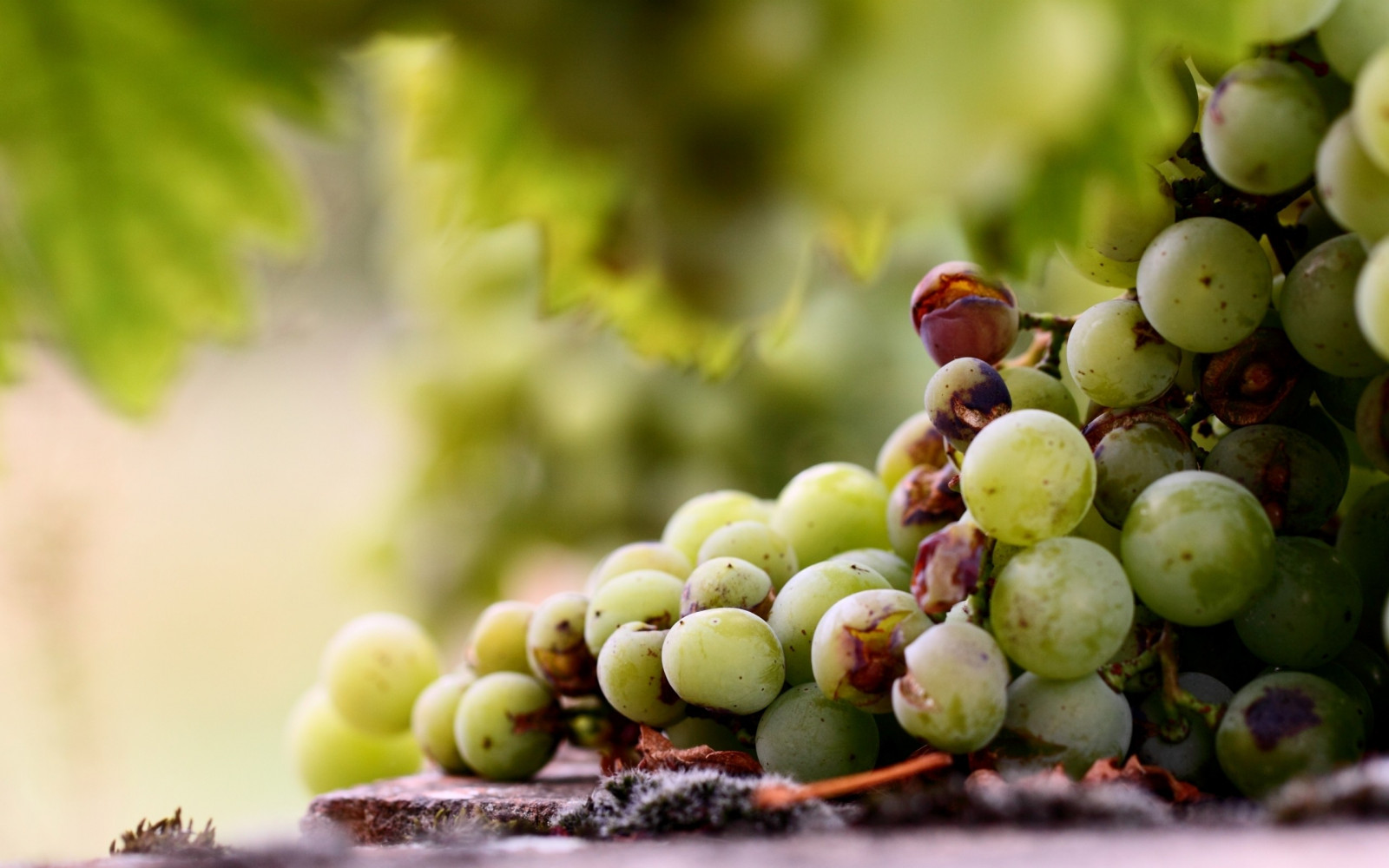 Wallpaper food, branch, fruit, green, grapes, Grape, agriculture