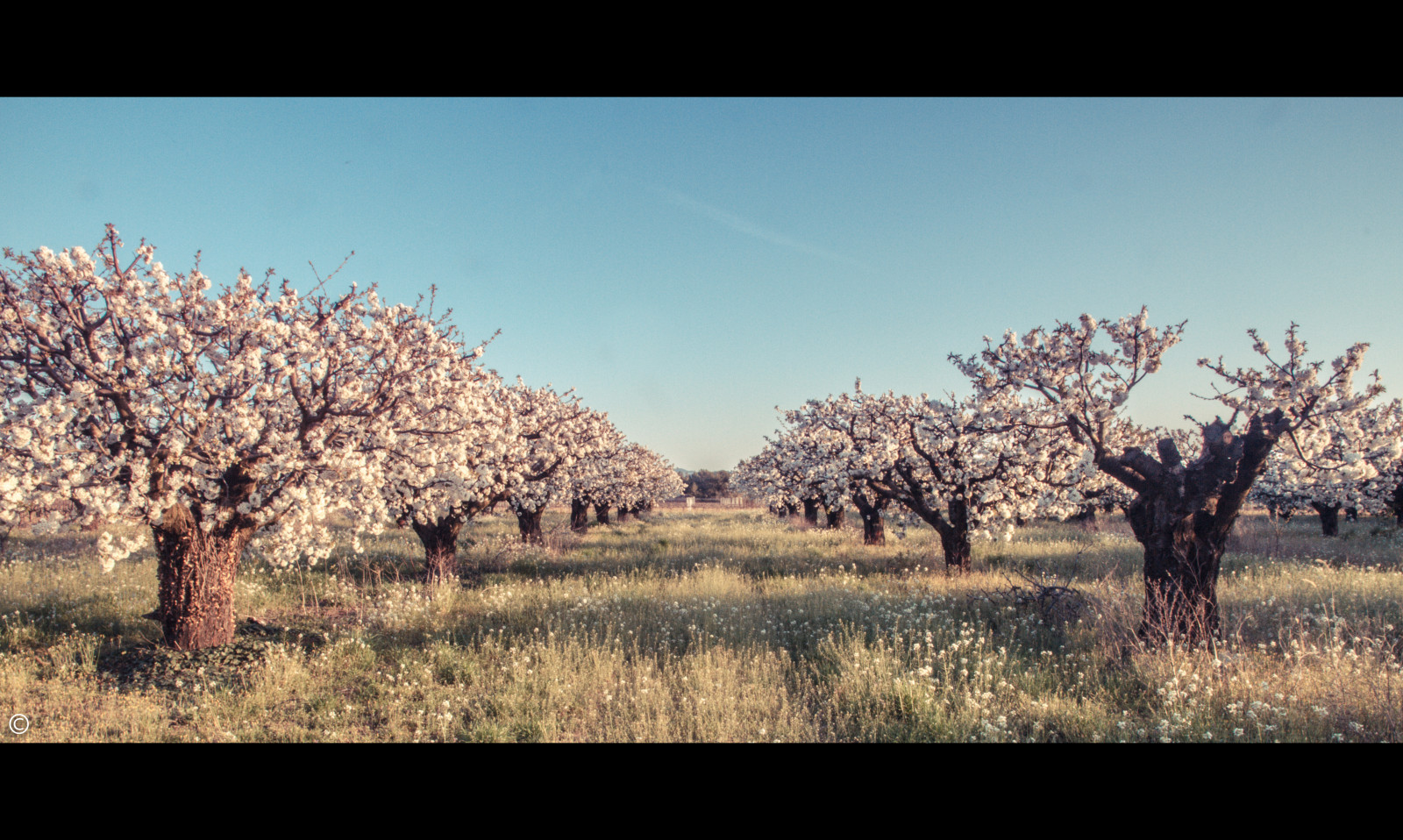 západ slunce, pole, mraky, větev, ráno, Kánon, Třešňový květ, květ, růžový, Provence, strom, 50mm, květ, rostlina, třešeň, flóra, prostý, 50mm14, 7d, 14, třešeň, Vaucluse, vyrobit, dřevina, savana, 15mm, cherryblossomtree, carpentras, Mazan