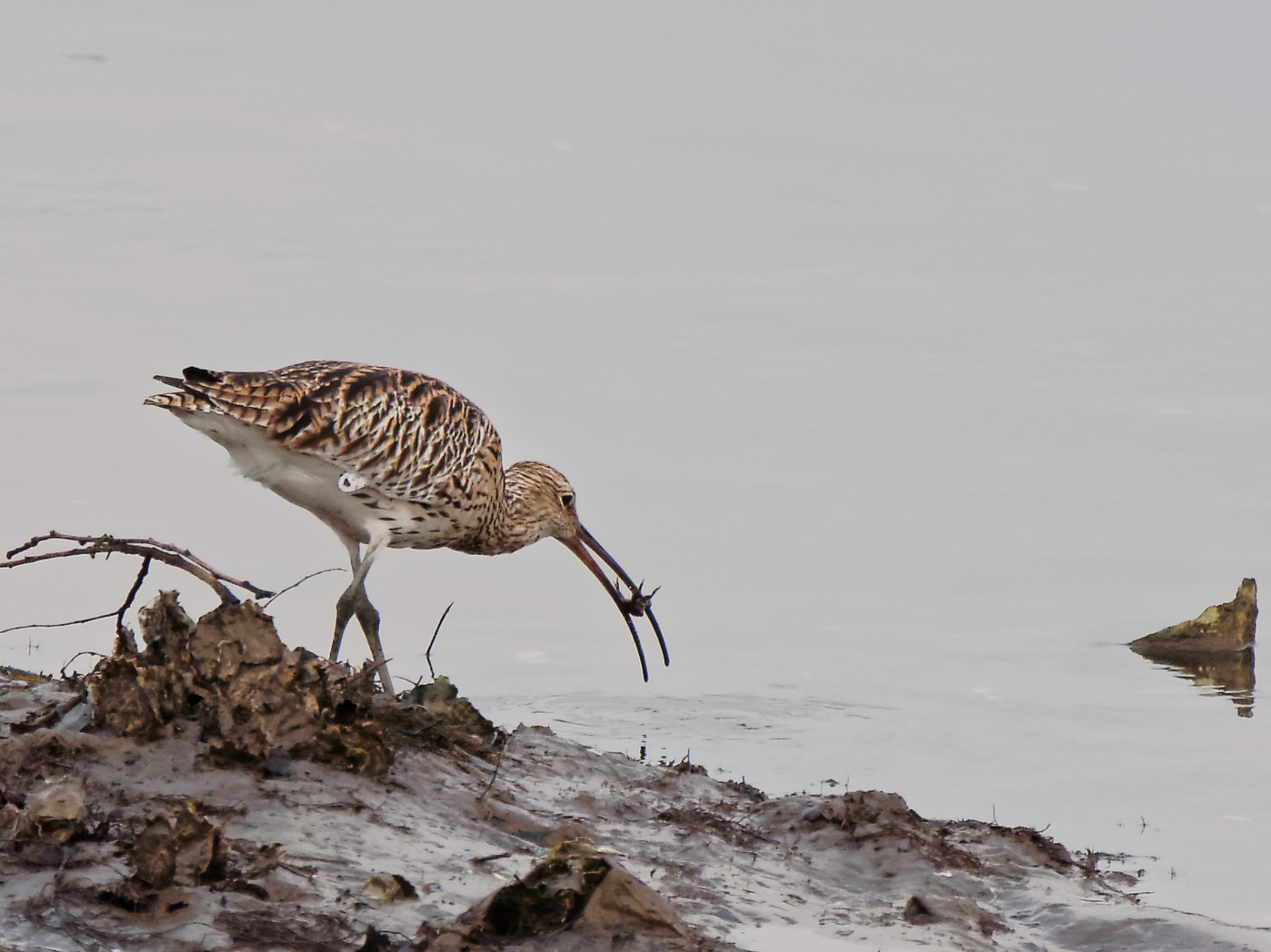 ptactvo, Volně žijících živočichů, zobák, Olympus, pták, útočit, EM5, fauna, micro43, Aves, vodní pták, Charadriiformes, mělčina při ústí řeky, shorebird, sandpiper, calidrid, Pajaros, ocells, leica100400f463, red couval sandpiper, Eurasiancurlew, Numeniusarquata, Zarapitoreal, Becut, dowitcher