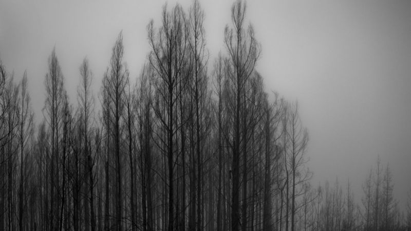 forest, monochrome, snow, sunlight, nature, grass forest, monochrome, snow, sunlight, nature, grass