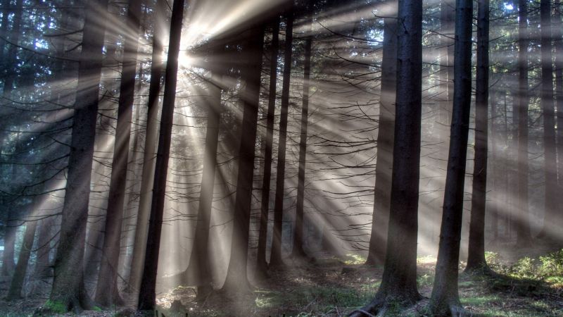 1920x1080 px, branch, forest, grass, HDR, leaves 1920x1080 px, branch, forest, grass, HDR, leaves