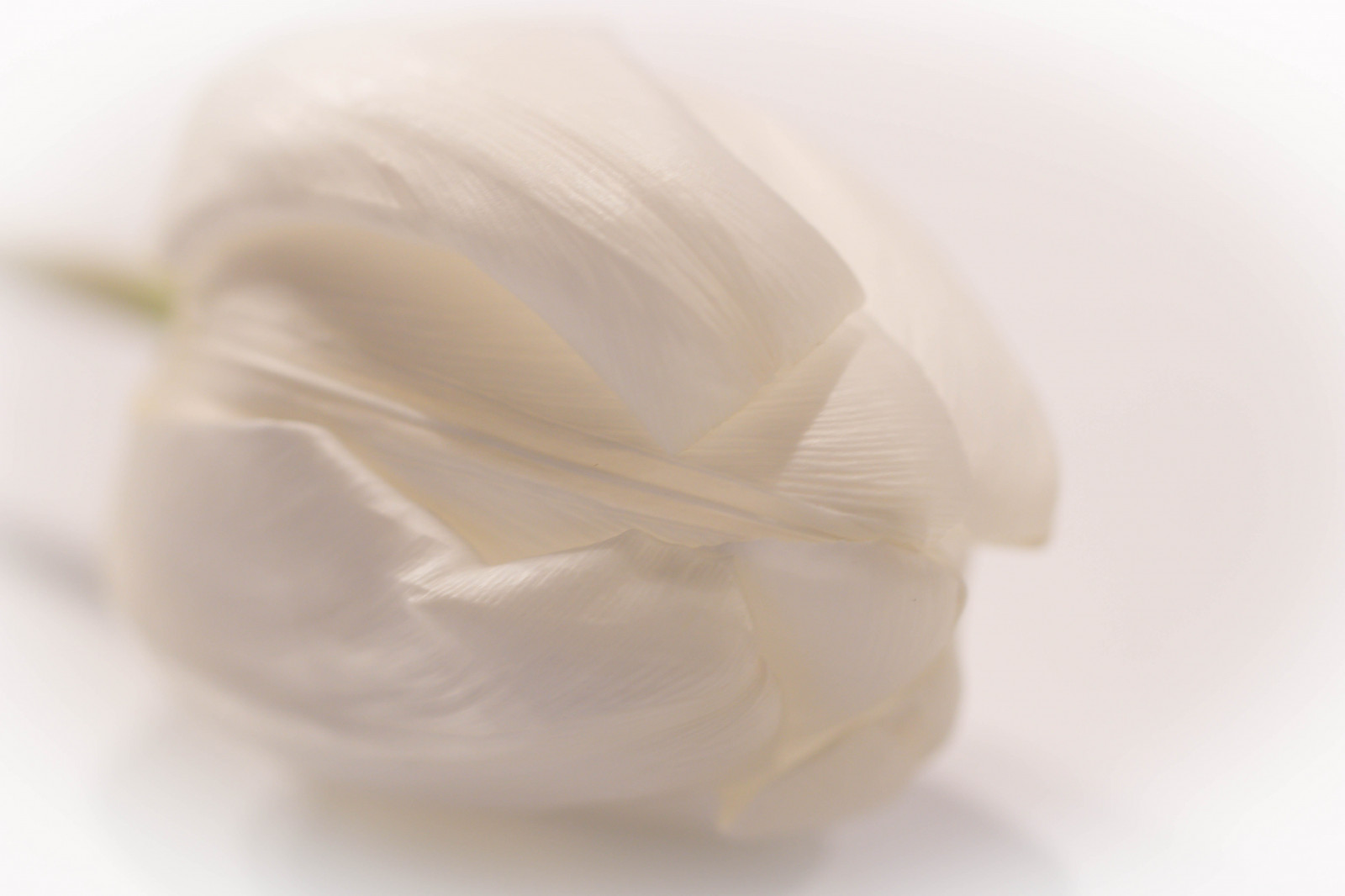 bianca, fiore, tulipano, blomma, Tulpan, vit, fotosondag, fs150208, farglost