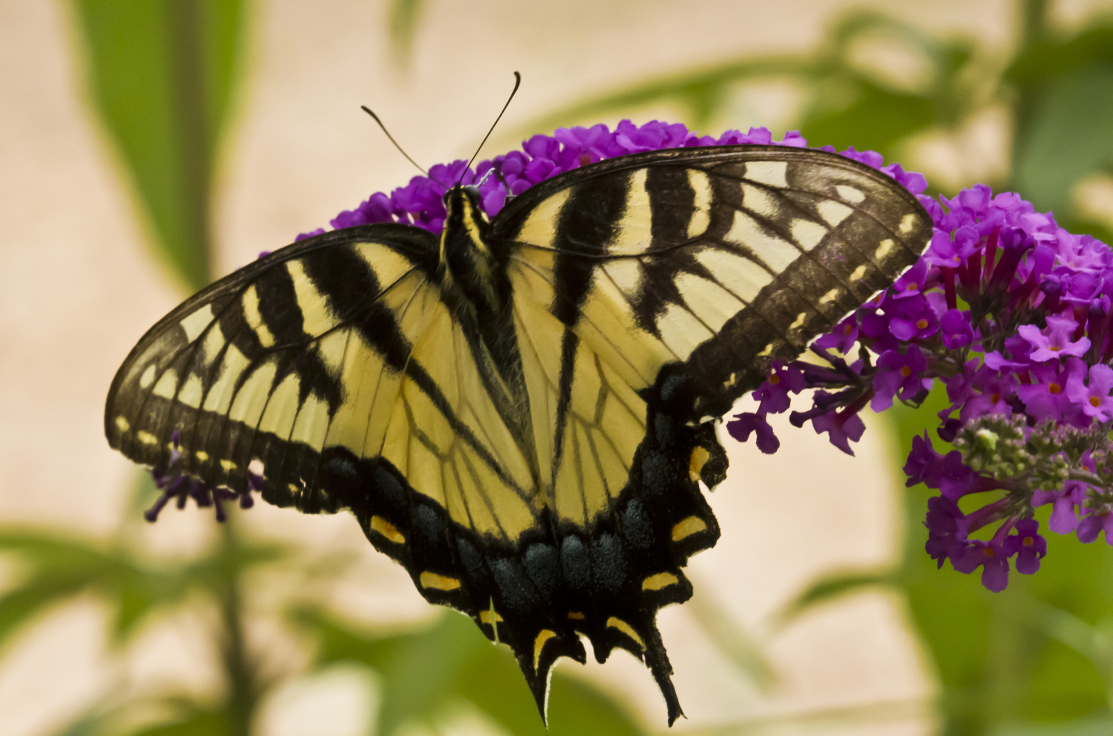 zahrada, Příroda, nachový, tygr, makro, motýl, hmyz, řeka, mol, Iowa, východní, květ, rostlina, Mississippi, keř, motýli, Bellevue, makro fotografie, bezobratlý, členovců, organismus, nektar, opylovači, můry a motýli, lycaenid, motýl monarcha, štětec footed motýl, vlaštovčí ocas