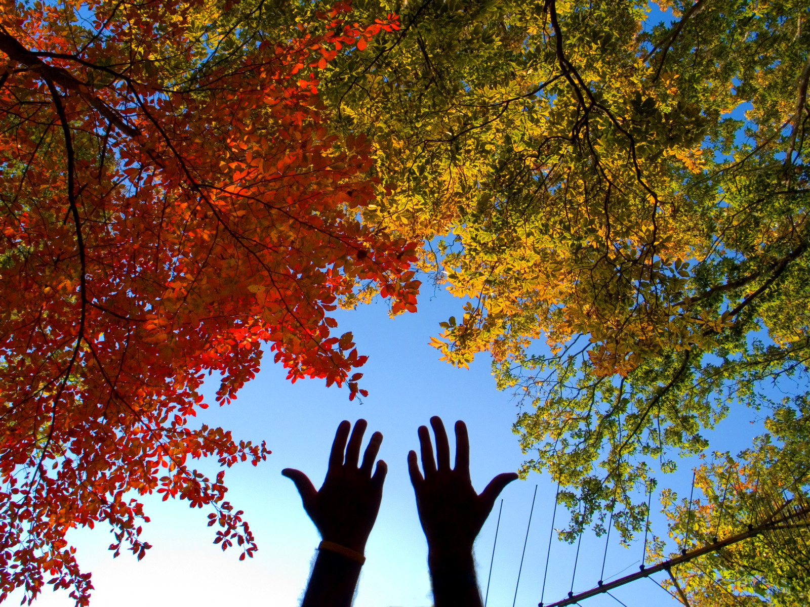 slunečnímu záření, les, ruce, Příroda, nebe, větev, žlutý, jaro, strom, podzim, list, rostlina, podzimní listí, 365 dnů, zálesí, háj, day333, počítač tapeta, dřevina, smíšený les, opadavý, 52 týdnů, javor, jinan dvoulaločný, Javorový list, AMIKO, paulfontana, week48, thetvantennafromhell, neededtopickupstationsfromchattanooga