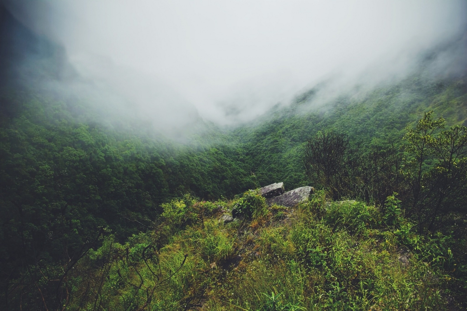 slunečnímu záření, krajina, les, kopec, Příroda, zelená, ráno, mlha, divočina, džungle, deštný prales, hřbet, mrak, strom, mlha, list, hora, počasí, místo výskytu, přírodní prostředí, atmosférický jev, horských reliéf, geografický rys, pohoří, vodní prvek