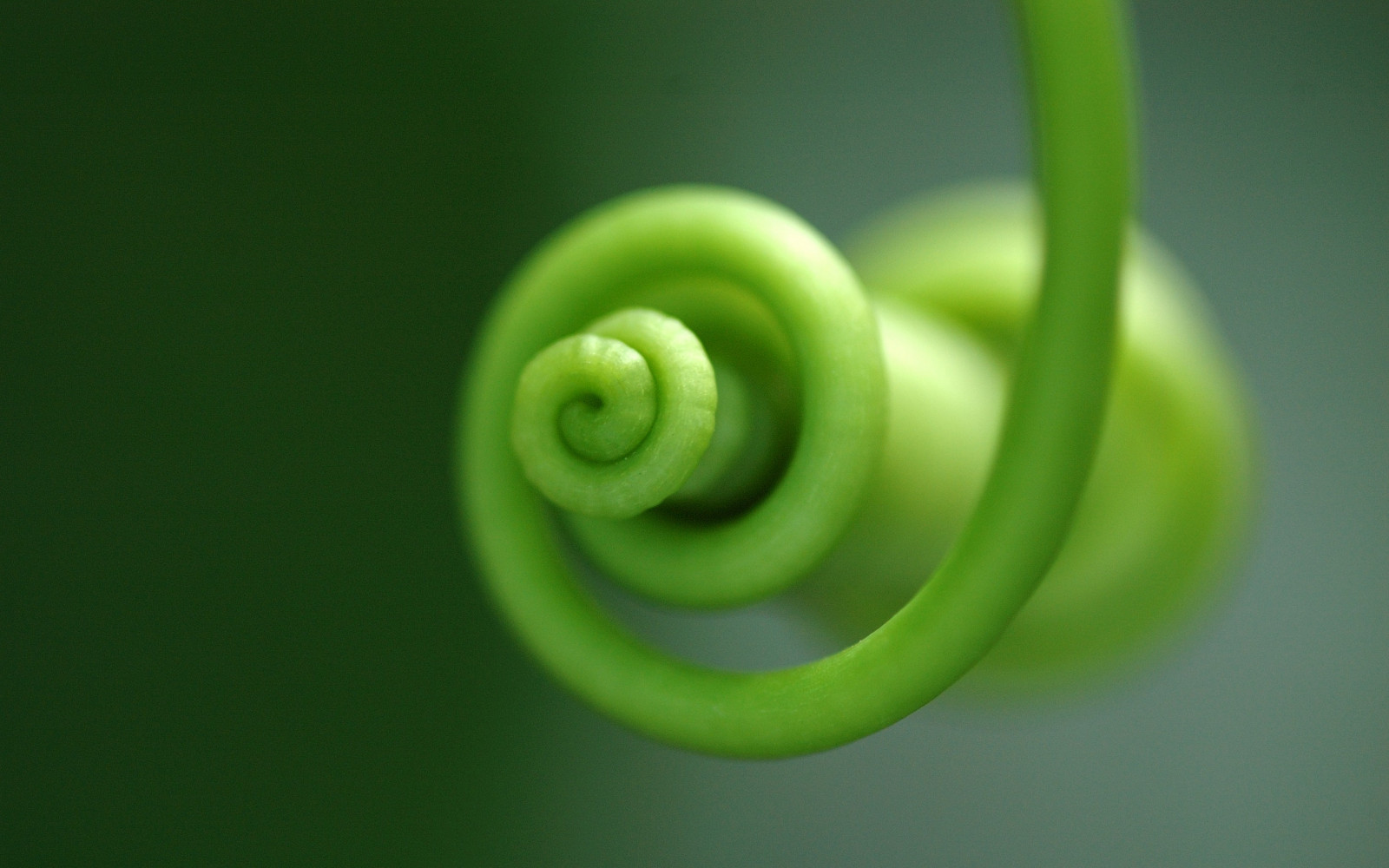 cibo, fotografia, verde, giallo, foglia, fiore, pianta, produrre, impianto di terra, pianta fiorita, avvicinamento, fotografia macro, verdura, staminali vegetali, Generale, 3008x1880 px