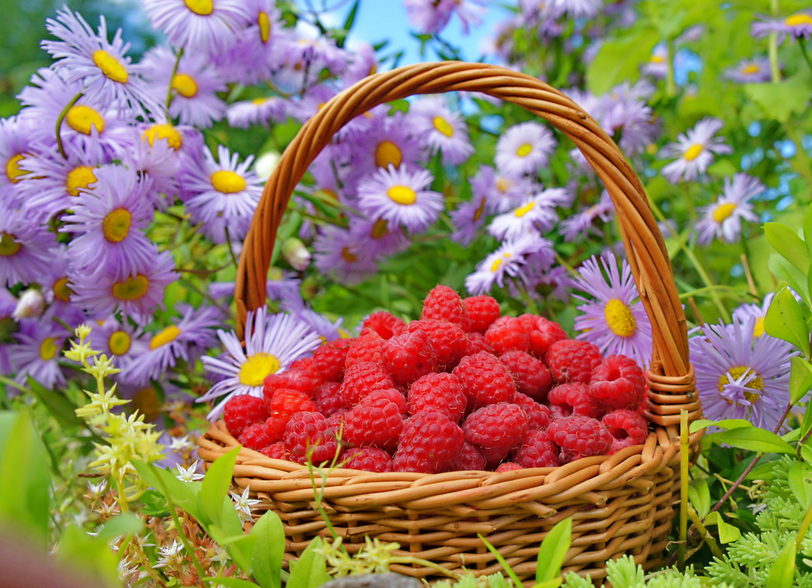 Wallpaper food, flowers, garden, fruit, berries, basket, raspberries