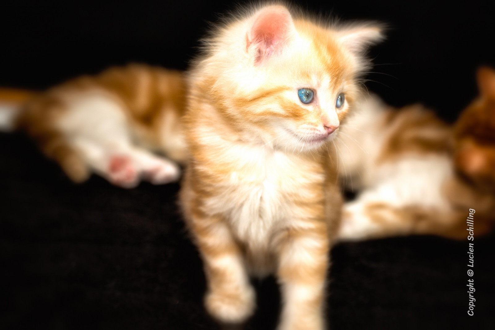 k tzchen, kotě, kočky, Kazen, zvíře, kočka, Červené, modrý, oči, povídat si, katze, modré oči