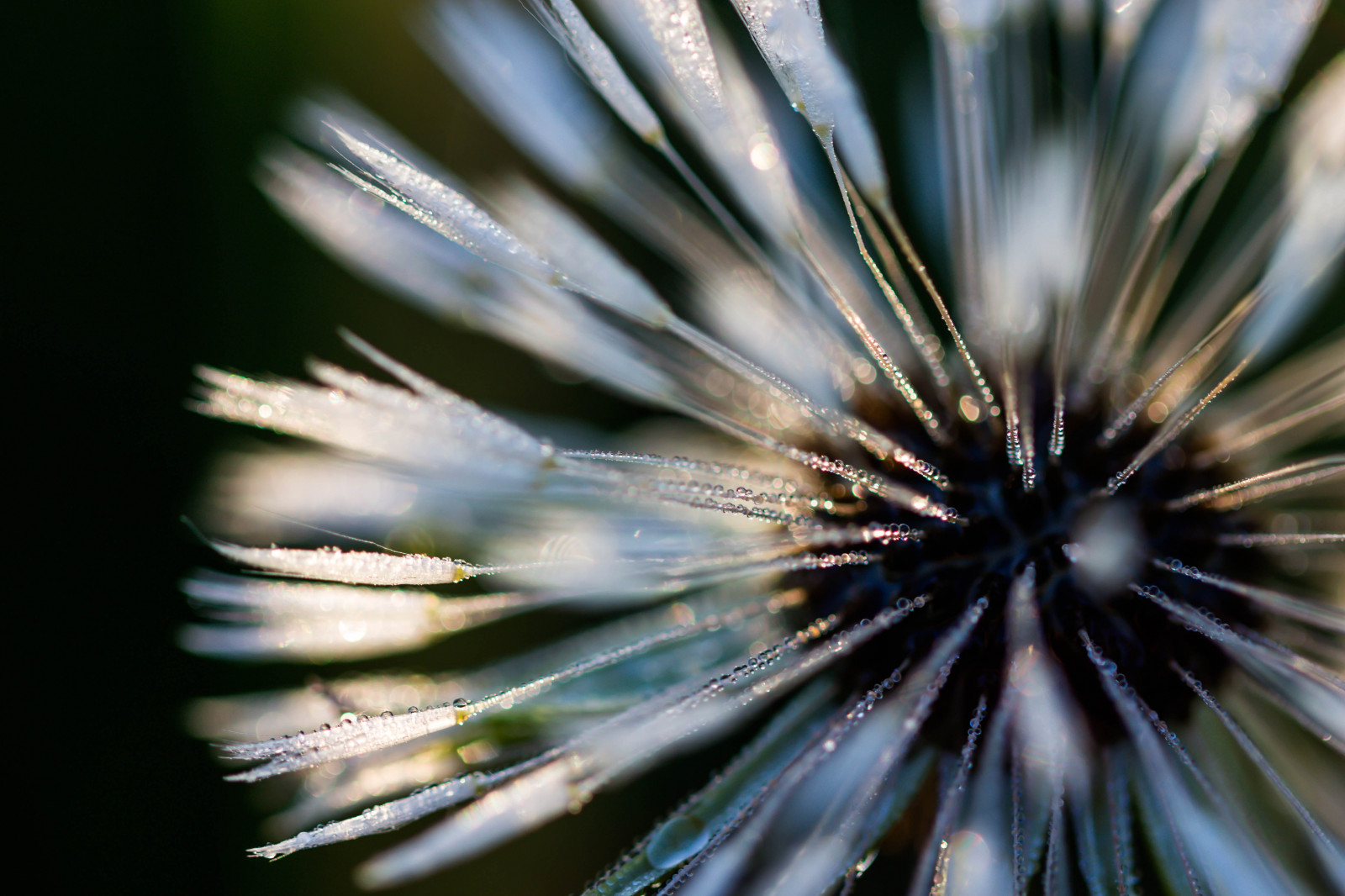 abstract, flower, sunrise, pattern, dandelion, dew, blomma, abstrakt, soluppgang, maskros, geolocation, monster, dagg, camera make canon, exif make canon, exif focallength 100mm, exif lens ef100mmf28lmacroisusm, exif aperture 28, exif isospeed 100, camera model canoneos100d, exif model canoneos100d