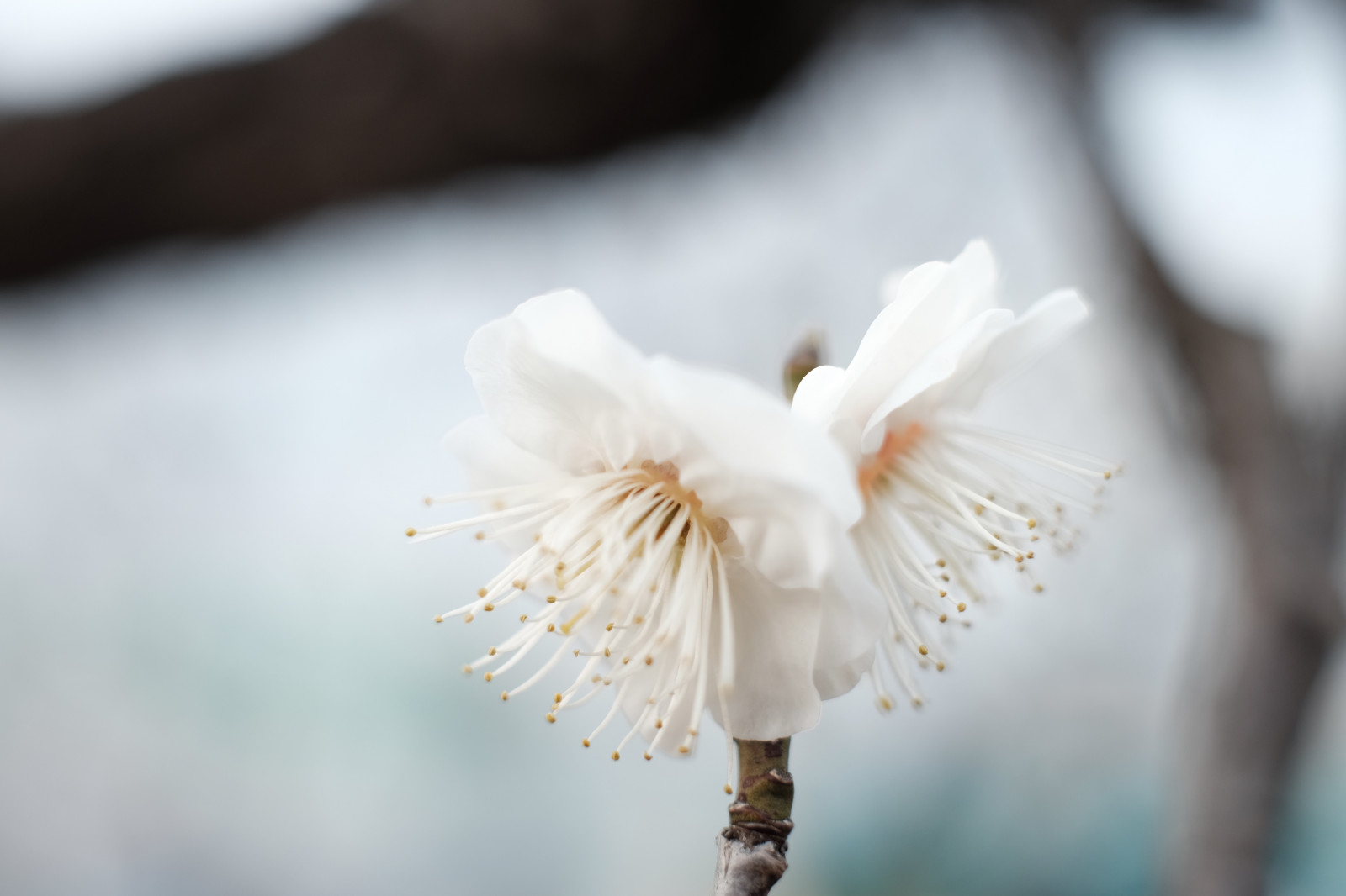 hvid, fotografering, cherry blossom, blomst, forår, Tokyo, Fujifilm, blomst, plante, håndflade, flora, kronblad, Fujinon, ikegamibaien, xf35mmf14r, classicchrome, x, xf35mm, xt1, mcex, mcex11, botanik, jord plante, blomstrende plante, tæt på, makrofotografering