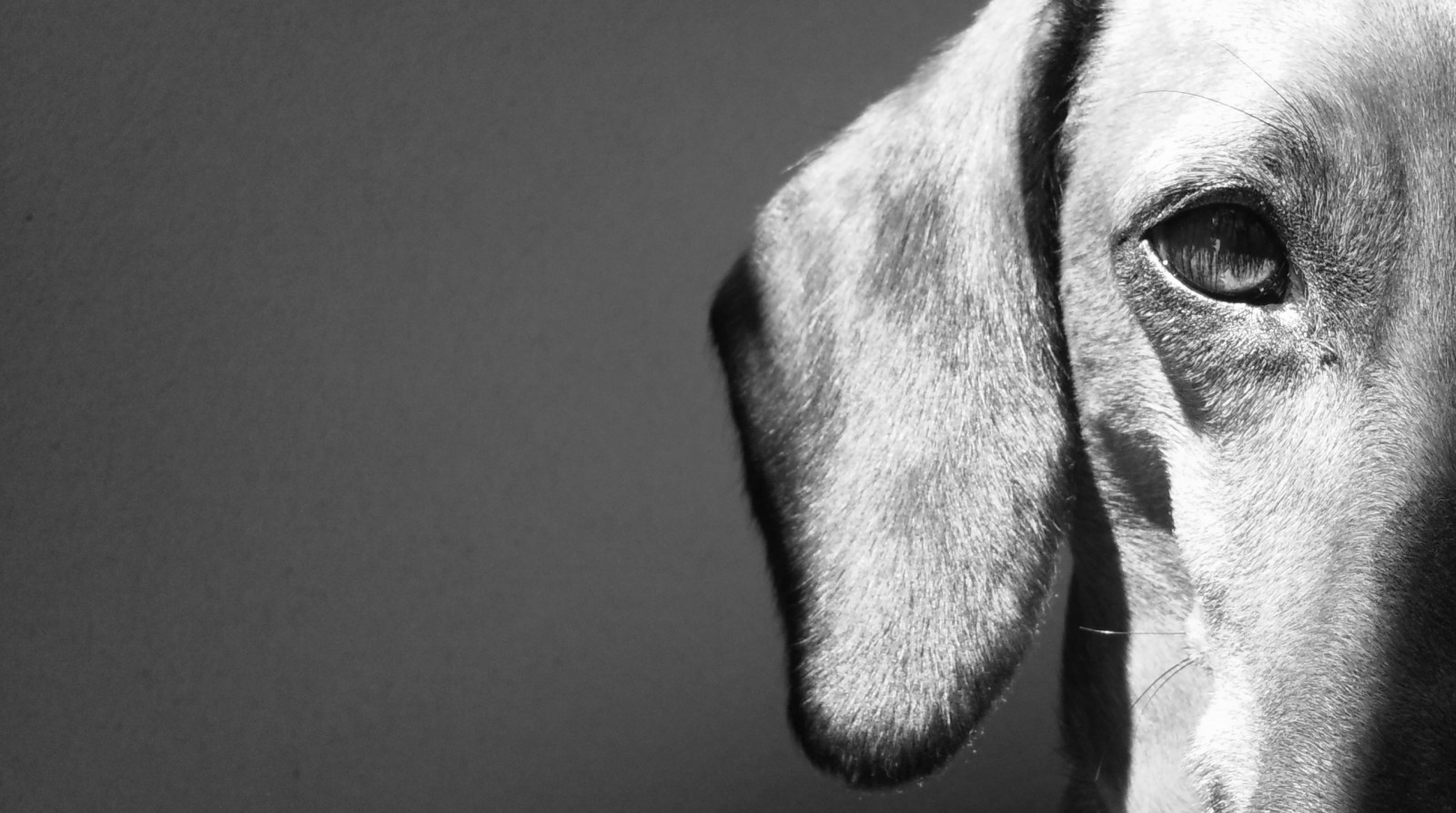 Černá, černobílý, oči, fotografování, profil, Pes, slunce, nos, kníry, domácí zvíře, Karlík, třtina, Černý a bílý, zvíře, prozkoumat, oko, prozkoumal, odpočinout si, štěně, perro, jezevčík, podrážka, upřený pohled, bianco, savec, sguardo, biancoenero, Occhi, animali, mohu, thelittledoglaughed, vy, Černý a bílý, monochromatické fotografování, ucho, orgán, zblízka, čenich, pes jako savec, zátiší fotografování, pejsek, upřený, psí plemeno, ohař, baset, profilo, esplora, Bassotto, čokl, zampe, prospettiva, zampa, Tedesco, zírat na tebe, Fissare, Fissando, Fissandoti, budoucí, Dallalto, Hleděním, sporting group