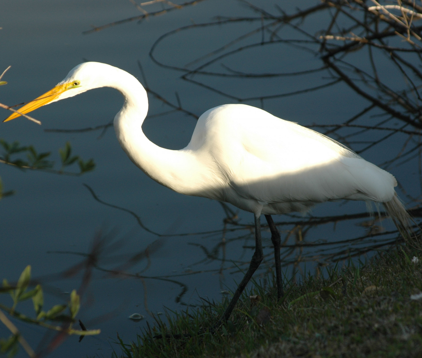 vand, natur, dyreliv, forår, Curitiba, næb, hejren, stork, fugl, mygearandme, hejre, kran, botanicgarden, mygearandmepremium, natureza, thegalaxy, fauna, vand fugl, pelikanfugle, kran fugl, ciconiiformes, stor hejren, jardimbotanico, Gar areal, fujian white crane