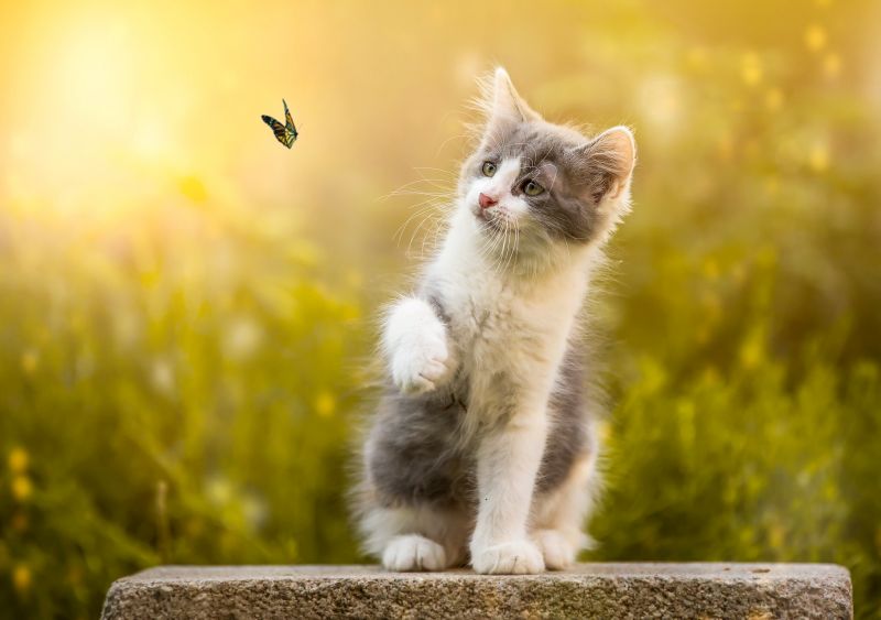 chat, animaux, insecte, la nature, papillon chat, animaux, insecte, la nature, papillon