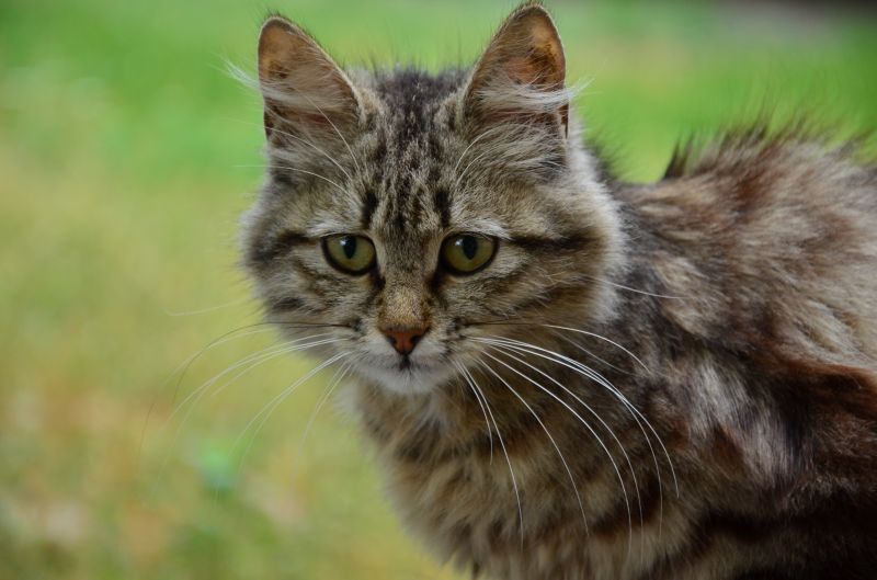 4928x3264 px, zvěř, kočky