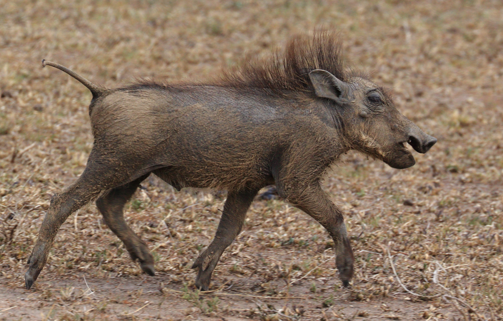 Afrika, cestovat, Příroda, zvíře, zvěř, Tanzanie, Zvířata, reisen, Volně žijících živočichů, ngc, natur, npc, afrika, sele, boční pohled, mladík, mladistvý, Warthog, Ferkel, tansania, 2015, Warzenschwein, anymotion, Phachochoerusafricanus, 7d2, Mupix, canoneos7dmarkii, Severozápadní národní park