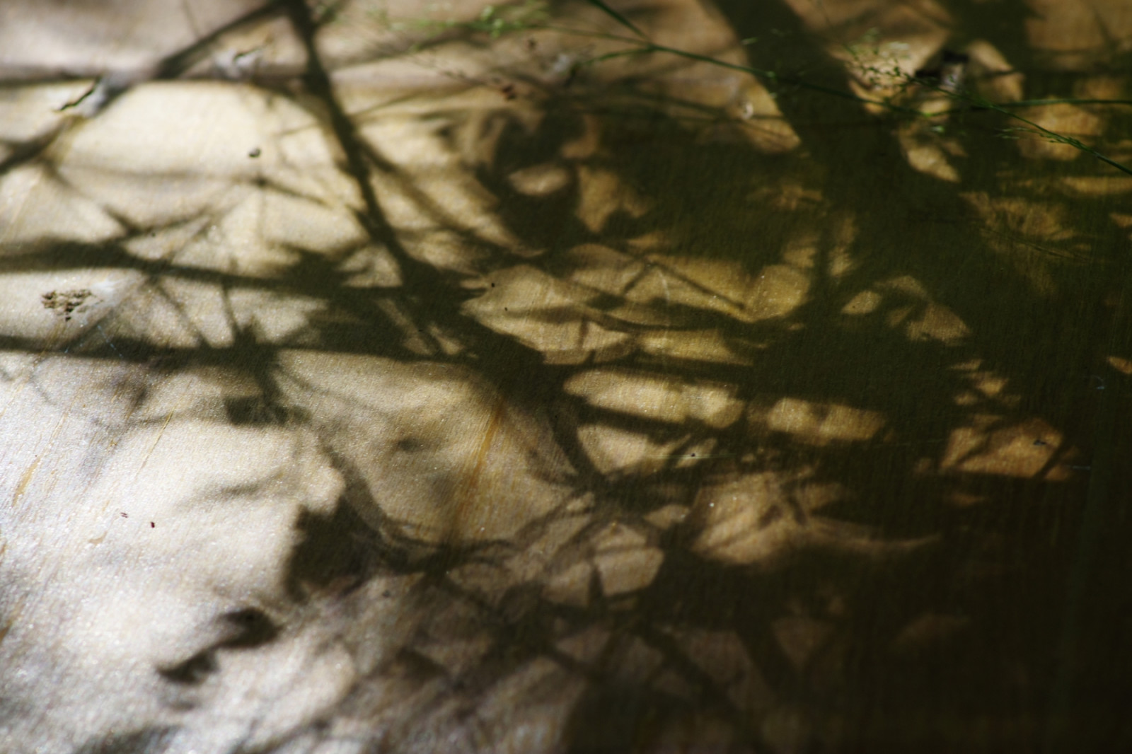 light, shadow, espana, naturaleza, abstract, colour, tree, ART, texture, textura, luz, nature, motif, colors, silhouette, dark, arbol, Spain, day, pattern, colours, arte, natural, pentax, Sombra, dia, colores, ombre, jour, sombre, lumiere, Granada, shape, 55, grenade, abstracto, espagne, arbre, couleur, Rama, branche, oscuro, abstrait, 2014, jbz, jbr, naturel, granadaespa a, jibz, pentaxart, k5ii, jbrphoto, jbrphotography