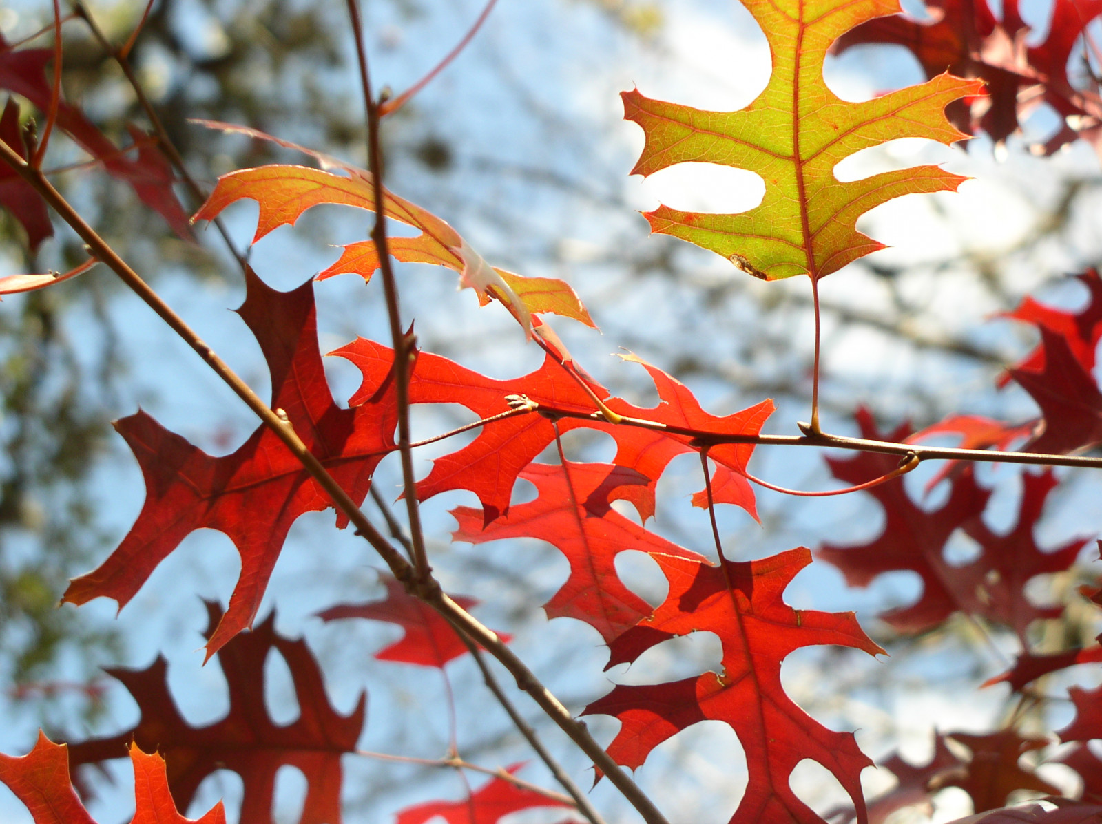 podzim, světlo, nebe, fallleaves, mrak, slunečnímu záření, abstraktní, strom, podzim, Příroda, Krásná, listy, podsvícení, mraky, list, Texas, odpoledne, dof, jasný, větve, leden, modrá obloha, podzimní listí, hloubka pole, větvička, dubový list, modré nebe, větvičky, treebranches, hloubka, redoak, Dubové listy, podzimní, čisté nebe, afternoonlight, čisté nebe, autumnleaf, fallleaf, Podsvícení, Soumraku, Cumuluscloud, Redoakleaf, Redoakleaves, Leavesabstract, Oakabstrakt, Autumnation, Backlitredoakleaves, Januaryautumn, Treebranchbranch