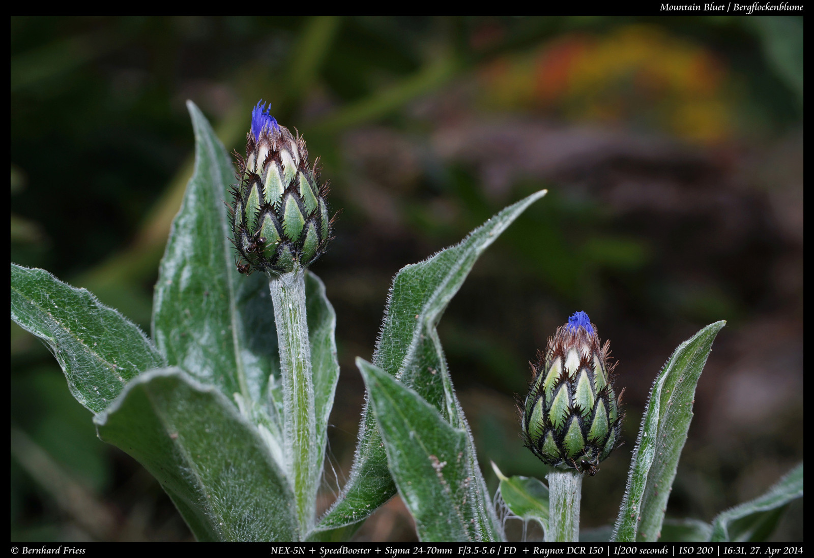 Fotoaparát, originál, světlo, tělesné, makro, UMĚNÍ, Photoshop, Kánon, vinobraní, Německo, ven, objektiv, deutschland, primární, licht, jaro, zajímavý, Europa, Evropa, flickr, fotografie, zoom, Ne, kunst, Sony, sigma, koťata, nejlepší, prozkoumat, většina, květ, duben, manuál, rovný, alfa, oblíbený, délka, makro, Nekupírované, Bernhard, Fruhling, originální, fd, bl deset, ohniskový, následné zpracování, nex, Bádensko-Württembersko, 2470mm, Manuelle, OOC, raynox, interessant, Reduktor, Kraichgau, Unbearbeitet, Klassisch, Rheinneckar, entdecken, Dcr150, sooc, Friess, 5n, Malschenberg, web |, SpeedBooster, emount, fluidr, Unverf lscht, metabones, Metabonesspeedboosterfdnex, Sigma2470mm13556fd