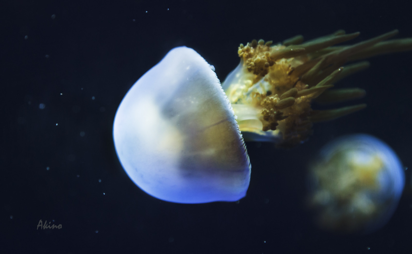 Wallpaper sea, underwater, jellyfish, jelly, Sting, ocean, computer