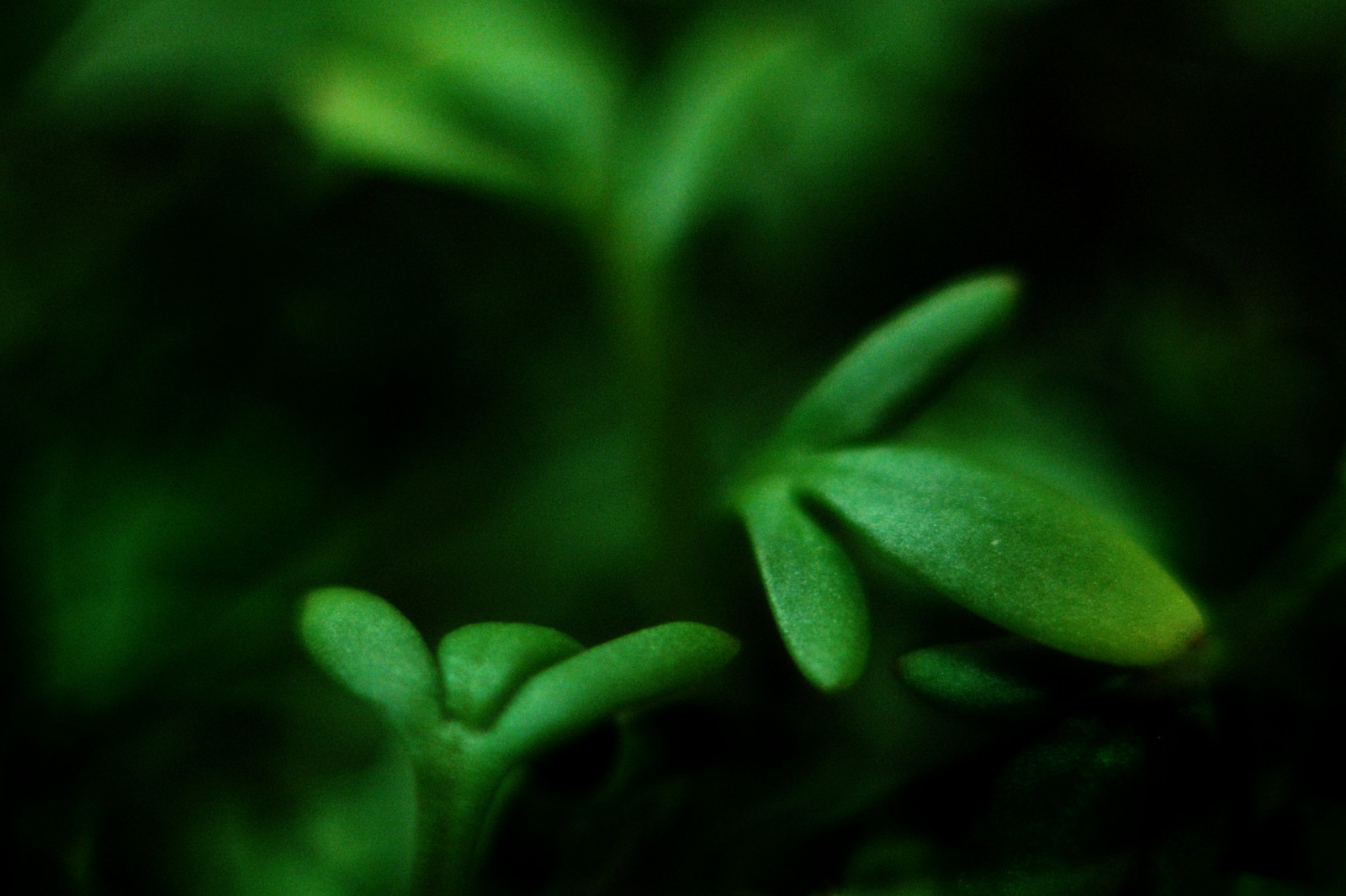 Příroda, tráva, makro, zelená, kuchyně, bokeh, Minolta, 50mm, list, rostlina, flóra, makro, natur, vegetace, 2x, md, počítač tapeta, zblízka, makro fotografie, závod stonek, vlhkost, rokkor, 114, Kenko, k che, mx, Teleplus, Mc7