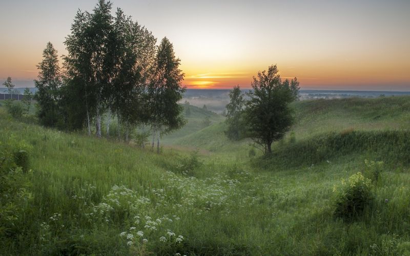 sunlight, trees, landscape, hill, nature, grass sunlight, trees, landscape, hill, nature, grass