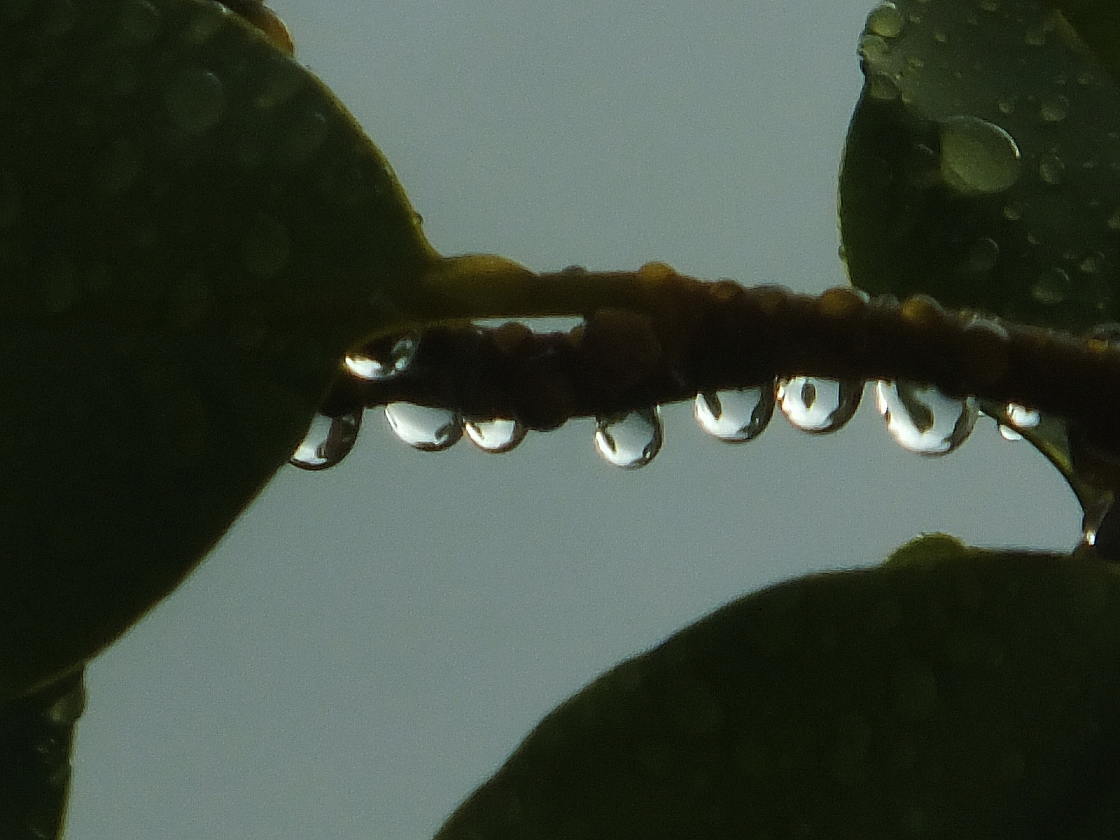 listy, Černá, voda, Příroda, odraz, nebe, déšť, hmyz, zelená, Irsko, Dublin, list, pokles, kapky deště, kapky, kapičky, kapička, fauna, naturescreations, zblízka, makro fotografie, bezobratlý, ko, dabovat, meče, codublin, naturesbeauties