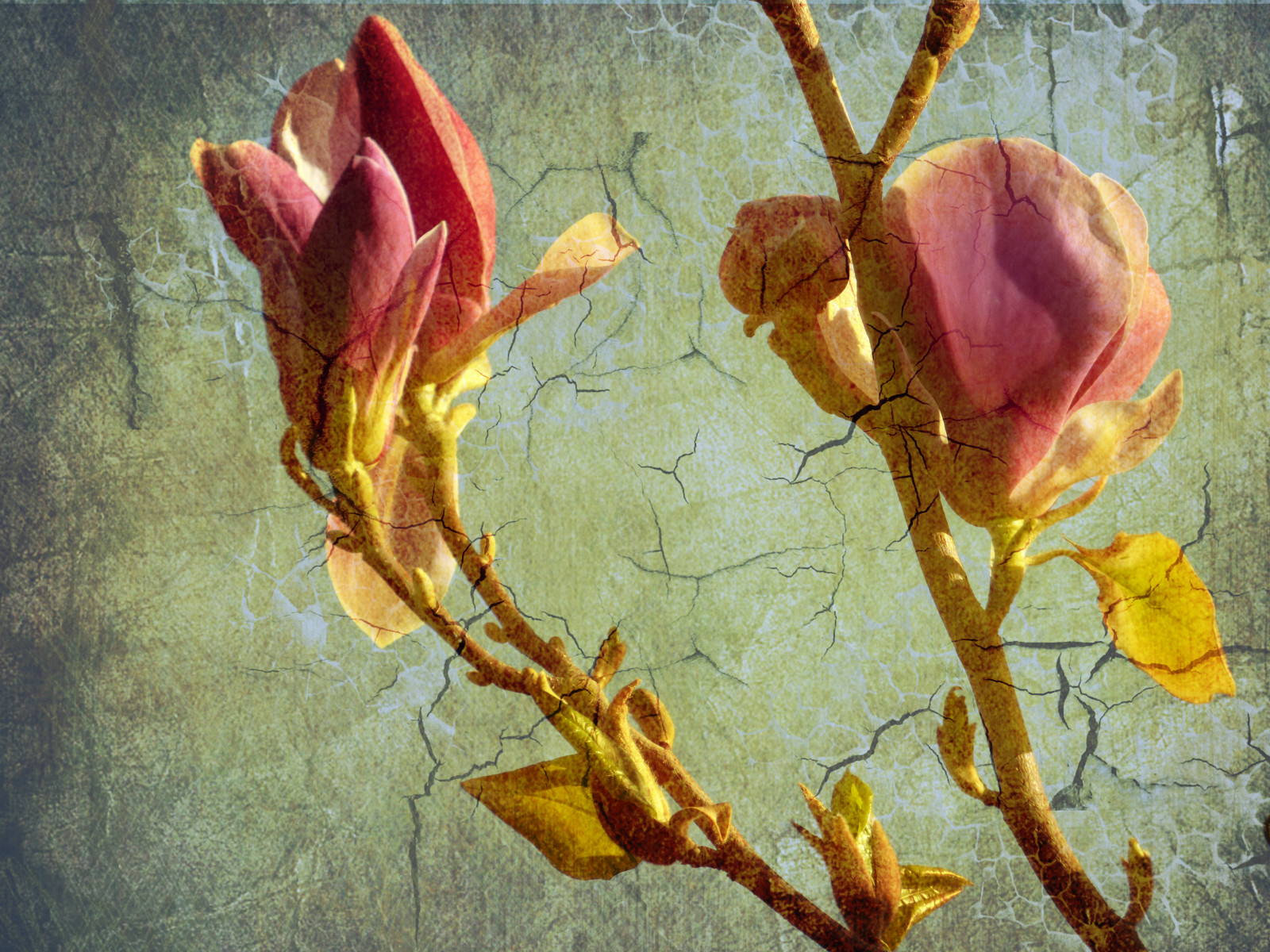 maleri, afdeling, blomst, forår, efterår, blad, blomst, plante, sakura, flora, kronblad, wildflower, victoriabc, computer tapet, stængelplante, stadig liv fotografering, sakurahanami