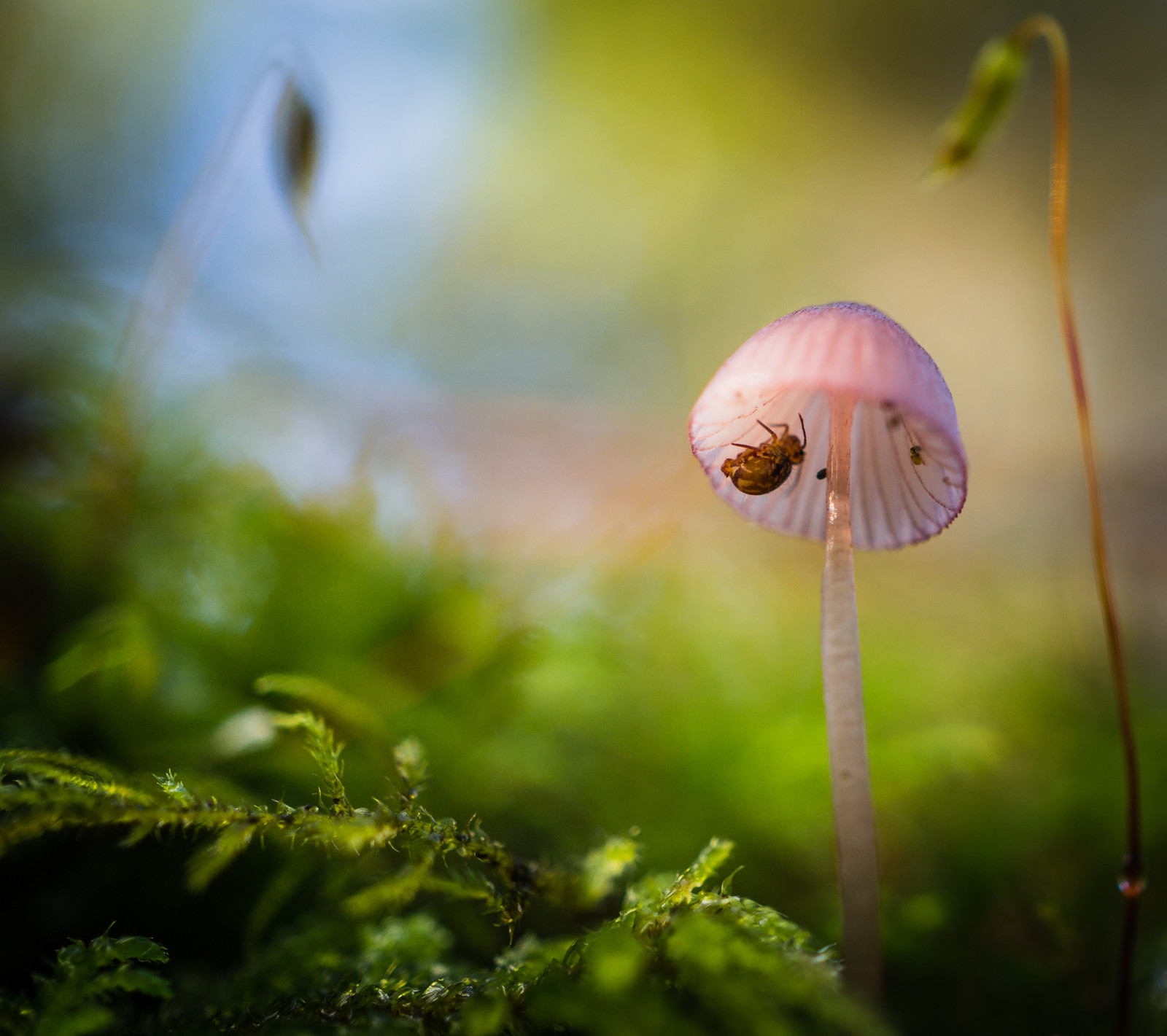 Wallpaper : flora, macro photography, close up, leaf, fungus, plant ...
