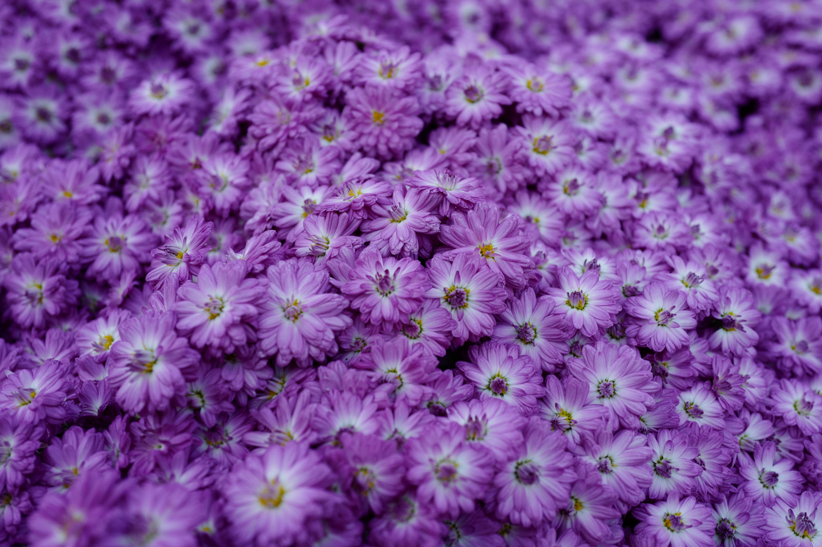 Japonsko, Leica, Tokio, jp, květ, rostlina, flóra, okvětní lístek, Shinjuku, shinjukugyoen, summilux, leicaq, summilux1728, q, 1728, divoká rostlina, suchozemská rostlina, kvetoucí rostlina, jednoletá rostlina, makro fotografie, daisy rodina, chrysanths, astra