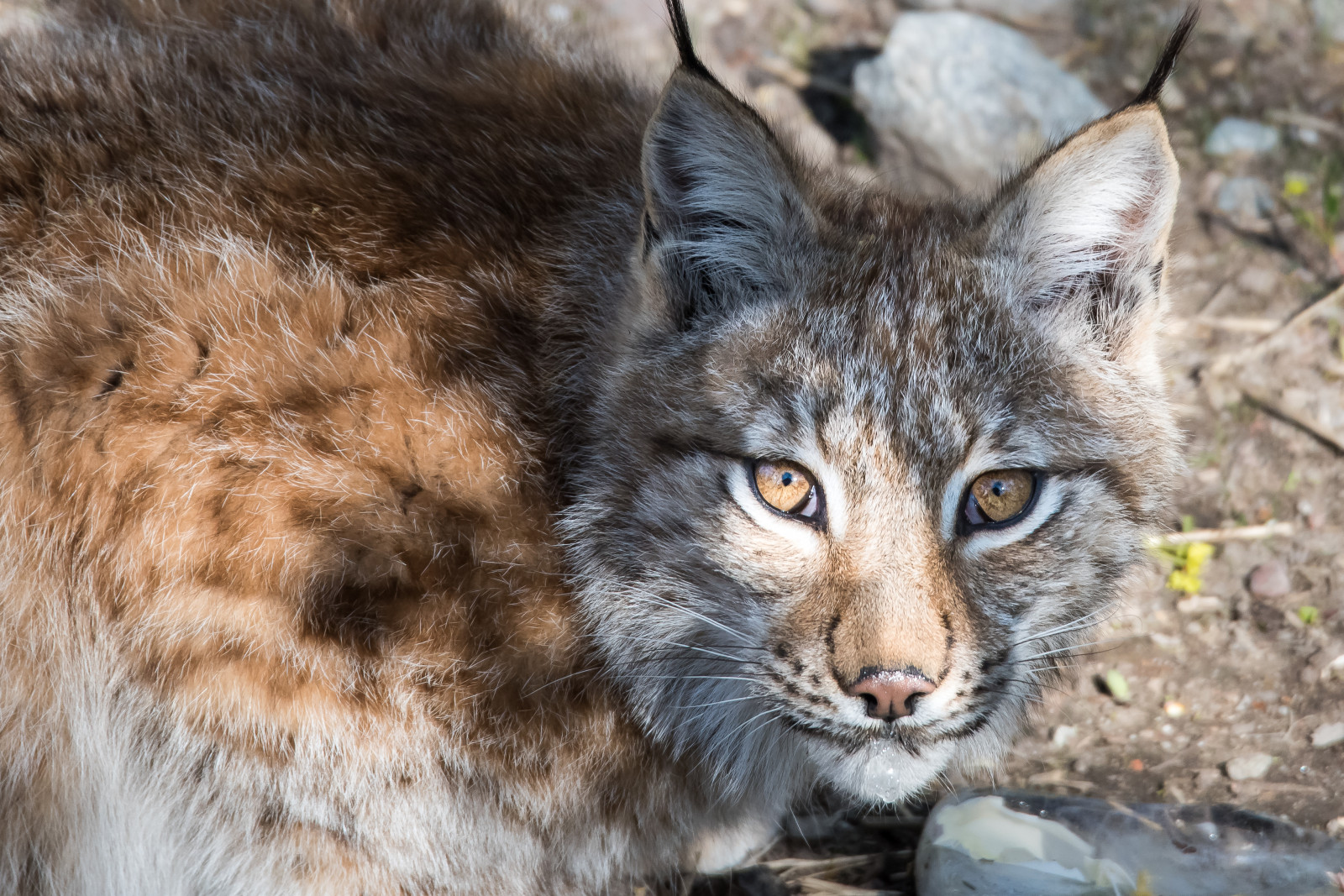 kočka, zvěř, Příroda, Volně žijících živočichů, srst, Stockholm, Švédsko, kníry, rys, divoká kočka, Tamron, D810, rys, DJUR, fauna, savec, nikond810, kočka jako savci, čenich, malé až středně velké kočky, carnivoran, organismus, skřítek bob, tamron150600, skanzen, terrestrial animal