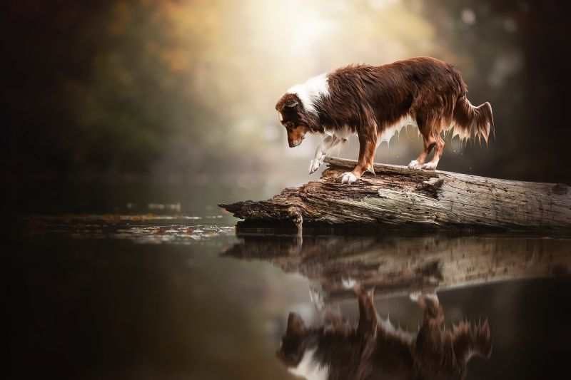 naturaleza, agua, perro, Animales, mamíferos, reflexión naturaleza, agua, perro, Animales, mamíferos, reflexión