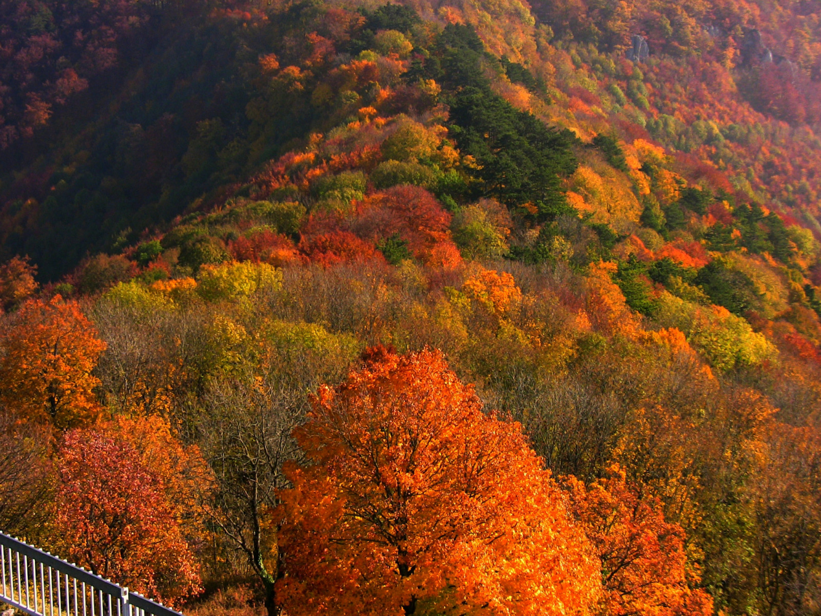 træer, landskab, Skov, natur, træ, efterår, blad, Landschaft, bjerg, plante, sæson, saariysqualitypictures, farve, paisaje, natur, blade, wald, 100commentgroup, Herbst, baum, ringexcellence, dblringexcellence, tplringexcellence, eltringexcellence, b ume, roba66, naturalezza, skov, bl tter, artisticphotos, Farbe, vedplante, tempereret løvfældende skov, løvfældende