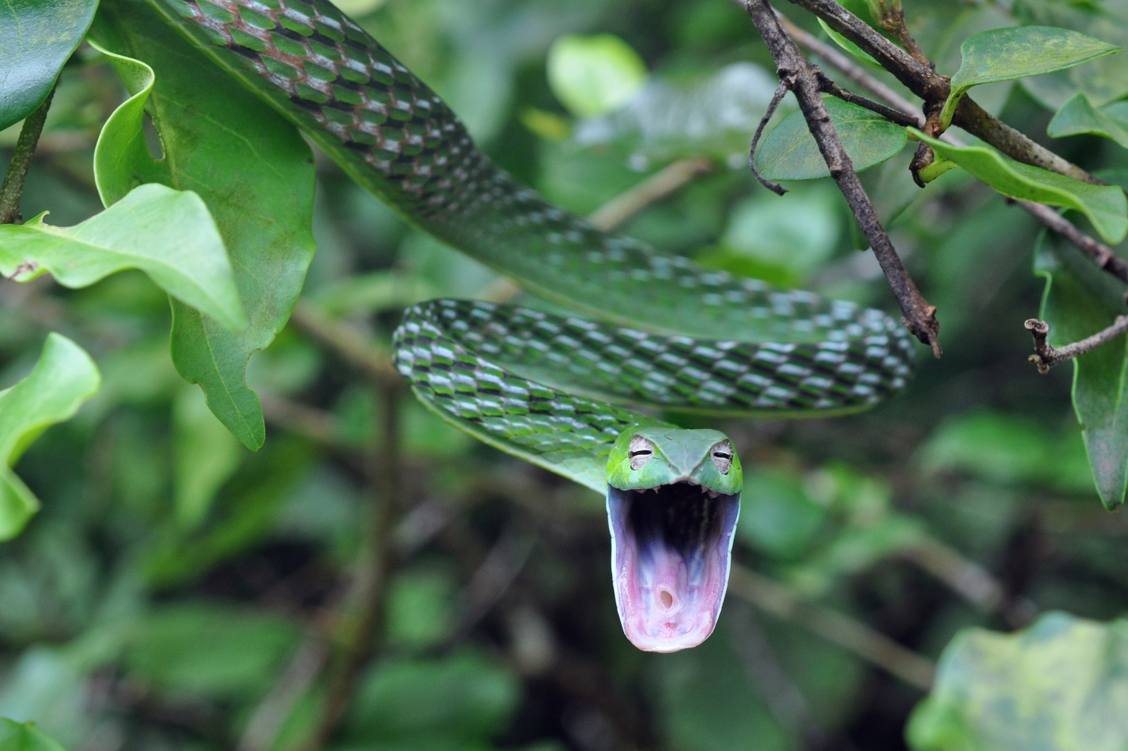 Schlange, Schlange, Reptil, Skaliertes Reptil, Flora, Colubridae, Pflanze, Elapidae, Organismus, Tierwelt, VIPER, Mamba