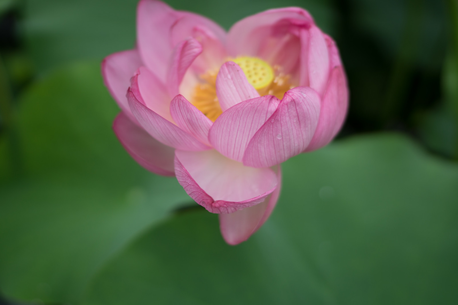 Japonsko, Sony, květ, růžový, Tokio, Lotus, jp, květ, rostlina, flóra, pupen, CC, Zeiss, okvětní lístek, Distagon, distagonfe35mmf14, distagontfe35mmf14za, fe35mmf14, a6300, 6300, CreativeCommons, Machida, yakushiike, yakushiikepark, suchozemská rostlina, kvetoucí rostlina, makro fotografie, závod stonek, vodních rostlin, posvátný lotos, lotus rodina, Proteales