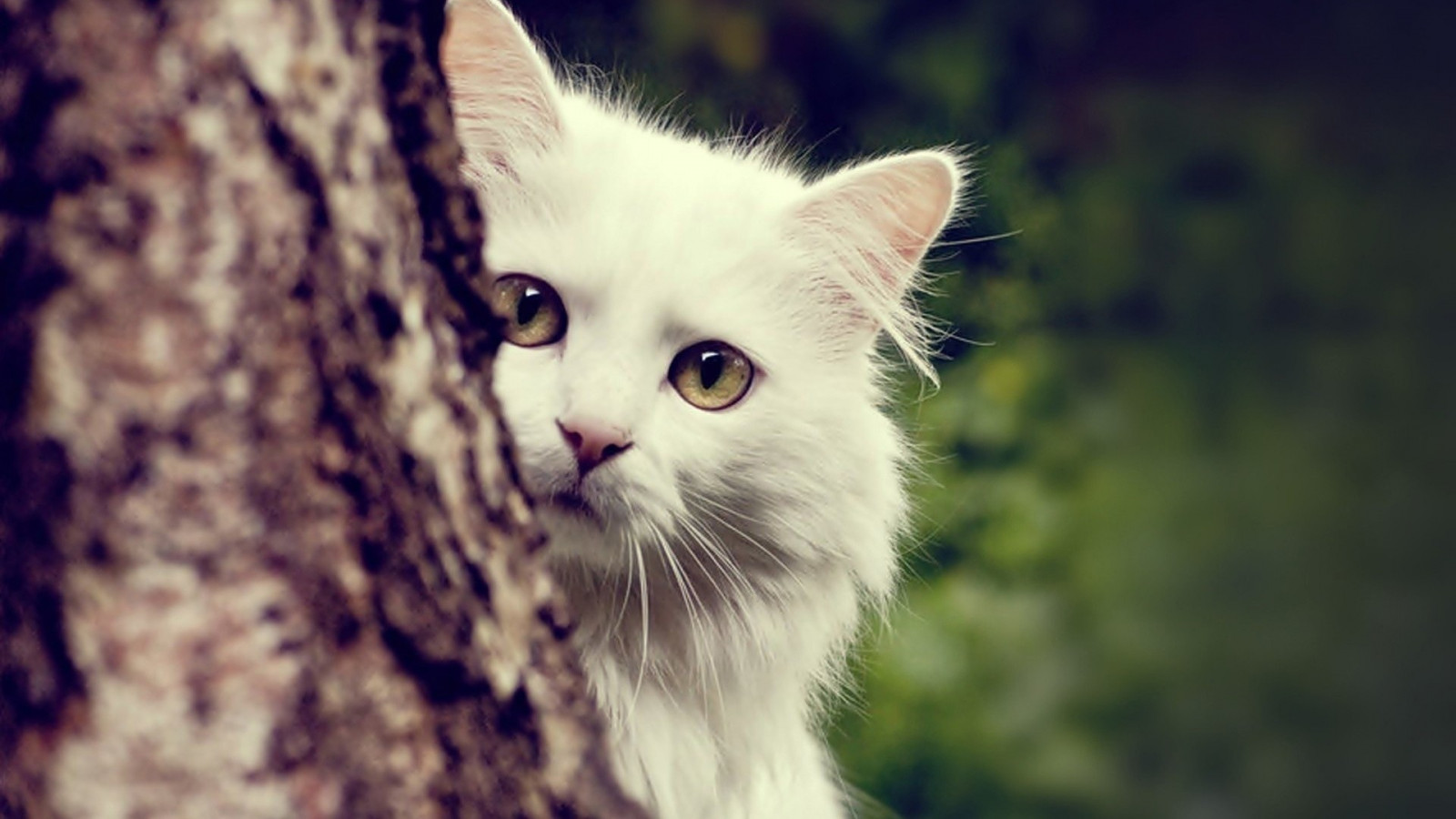 alb, pisică, animale, natură, mustati, Maine Coon, pisoi, faună, mamifer, animale vertebrate, a închide, pisică ca mamifer, mici pentru pisici mijlocii, carnivoran