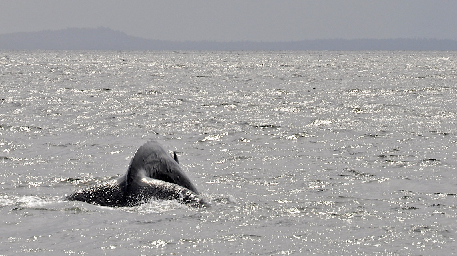 Wallpaper cold, water, Alaska, young, whale, humpback, excursion, a