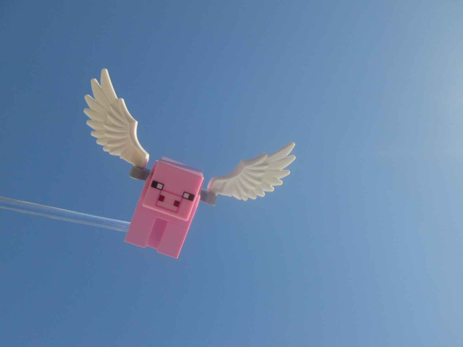 Himmel, Vogel, Flügel, Schnabel, Tagsüber, Linie, Computer-Tapete