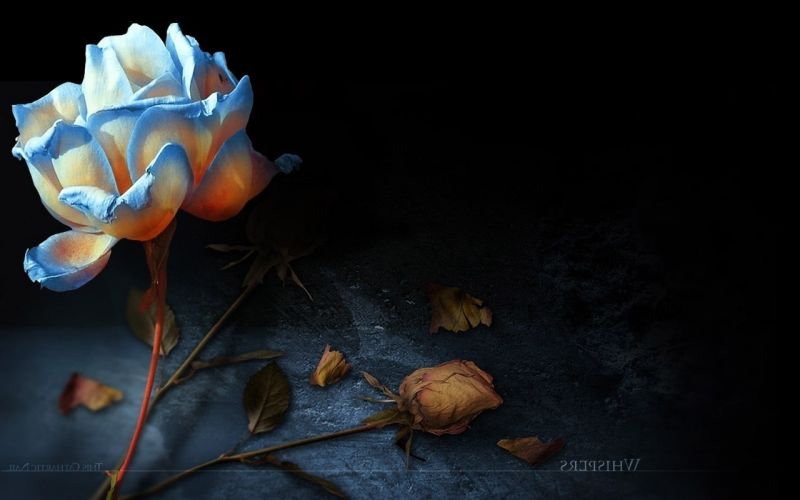 darkness, reflection, color, leaf, flower, plant darkness, reflection, color, leaf, flower, plant