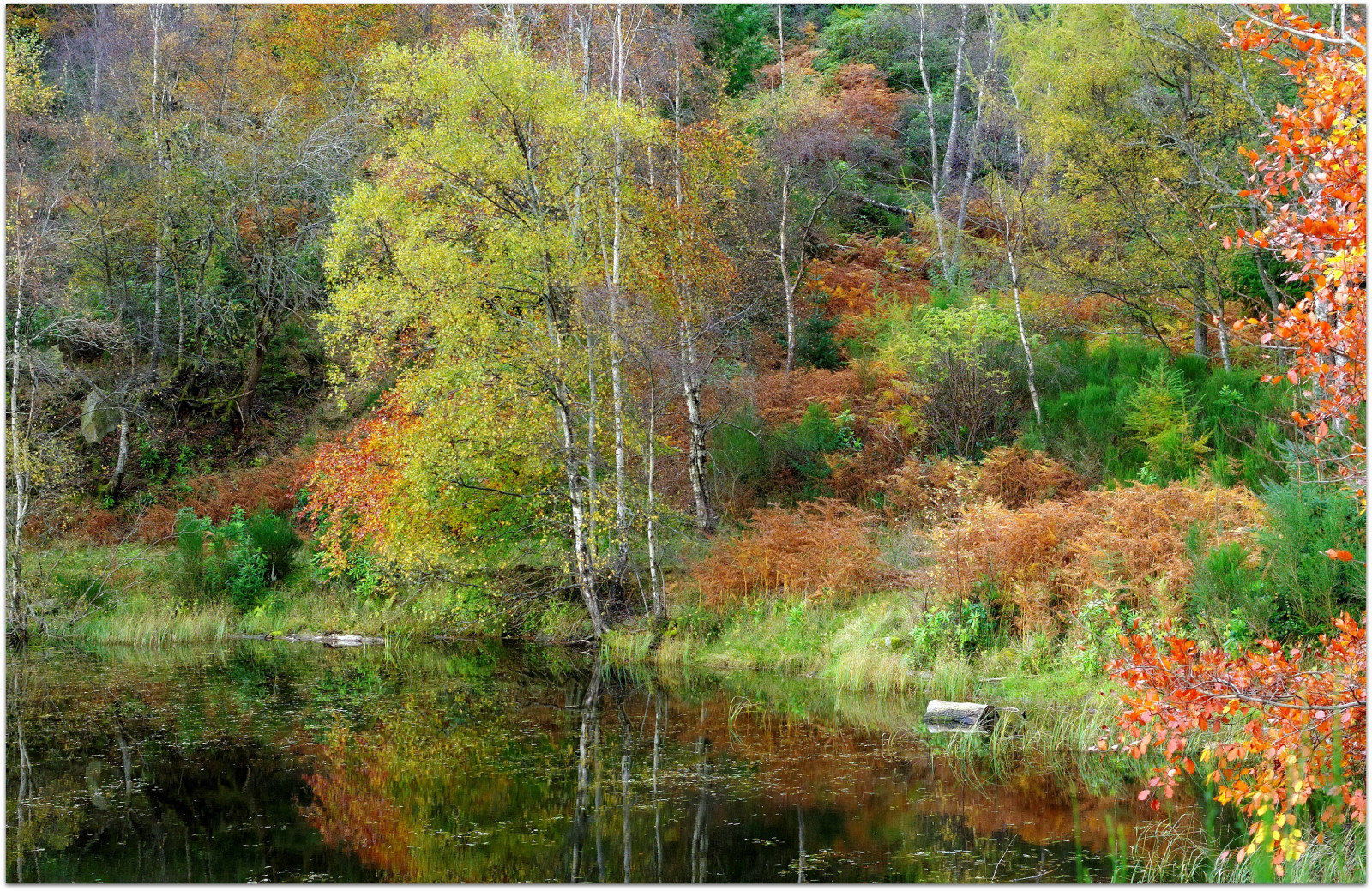 træer, Skov, afspejling, Skotland, ødemark, Dam, strøm, gå, sump, naturreservat, vådområde, træ, efterår, blad, sæson, vegetation, eng, skov, dundee, Perthshire, ericrobbniven, Dunkeld, polneyloch, birchtrees, levested, naturligt miljø, vedplante, økosystem, tempererede nåleskove, biom, tempereret løvfældende skov, løvfældende, mose
