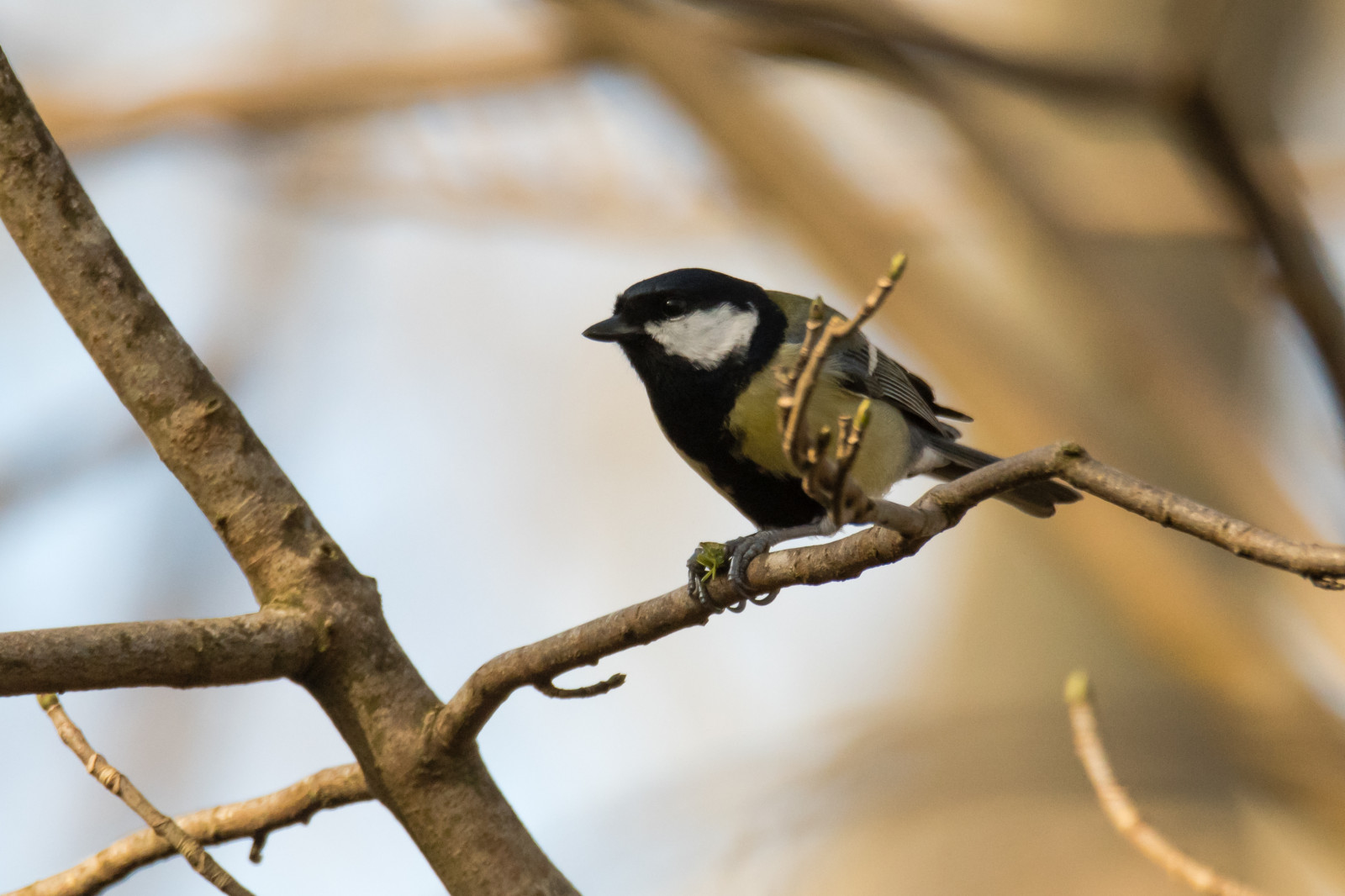 britisch, europäisch, Greattit, Heteroptera, Paridae, Parusmajor, Vereinigtes Königreich, Tier, Vogel, Fehler, Umklammern, Essen, Fauna, Fütterung, Jagd, Insekt, Insektenfresser, männlich, Natur, Hocken, Beute, Shieldbug, Singvogel, Tit, Tierwelt, Wald