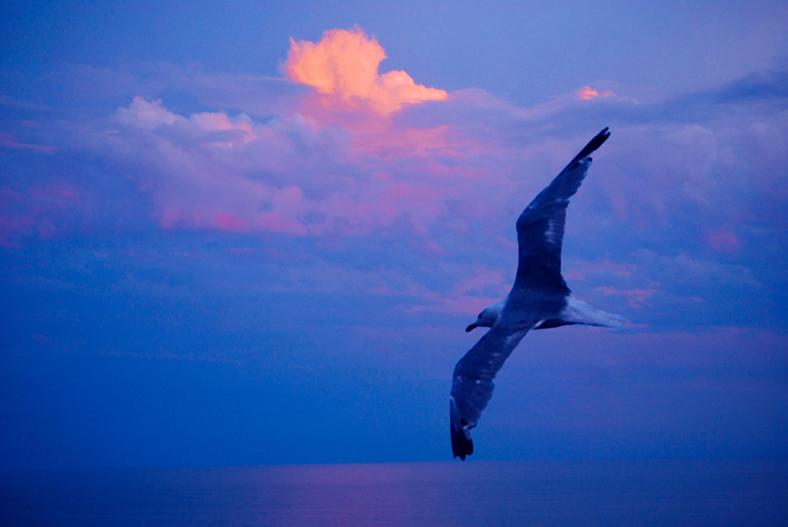 solnedgang, hav, afspejling, himmel, skyer, blå, Flyvningen, Tramonto, Sky, fugl, blinkagain, ocean, måge, cielo, hoppe, vinge, gabbiano, vpu2, rememberthatmomentlevel1, rememberthatmomentlevel2, rememberthatmomentlevel4, rememberthatmomentlevel3, rememberthatmomentlevel5, rememberthatmomentlevel6, Nuvole, atmosfære af jord, Volo, vpu1