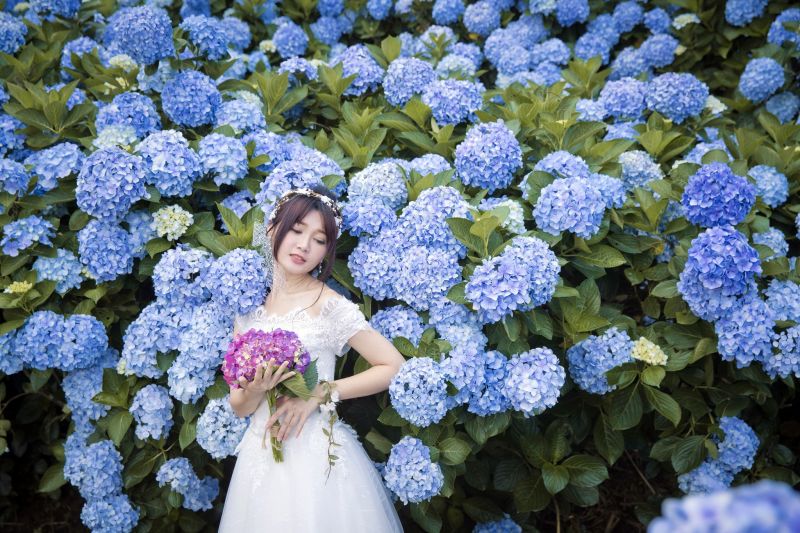 blomster, farverig, asiatisk, Kvinder, planter blomster, farverig, asiatisk, Kvinder, planter