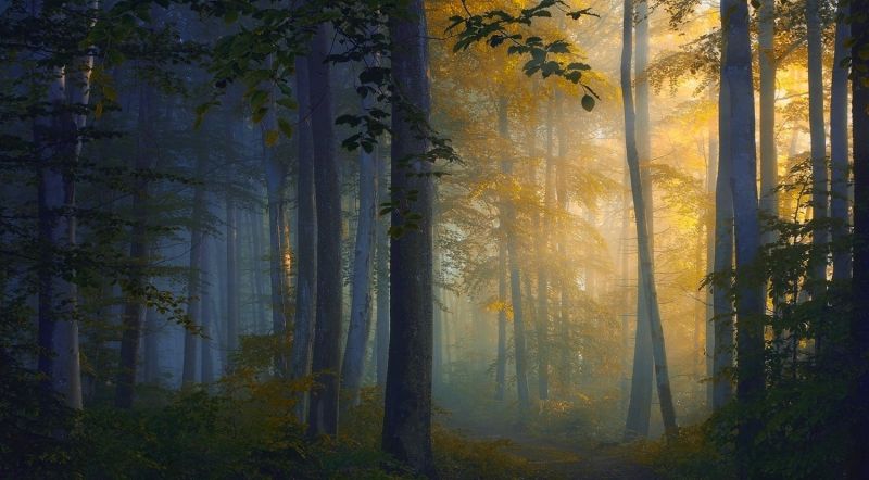 sunlight, trees, forest, nature, reflection, branch sunlight, trees, forest, nature, reflection, branch